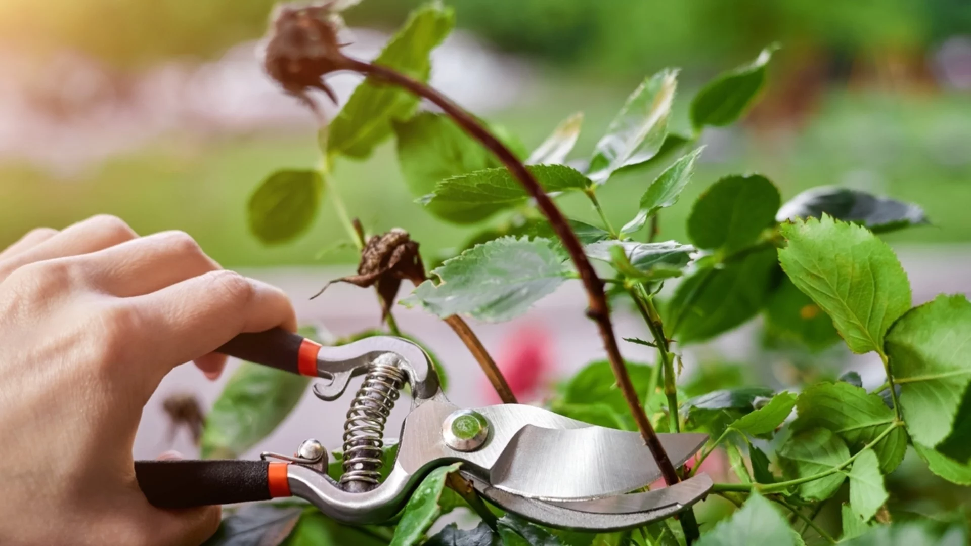 Как да подрязвате и оформяте розите за по-богат цъфтеж