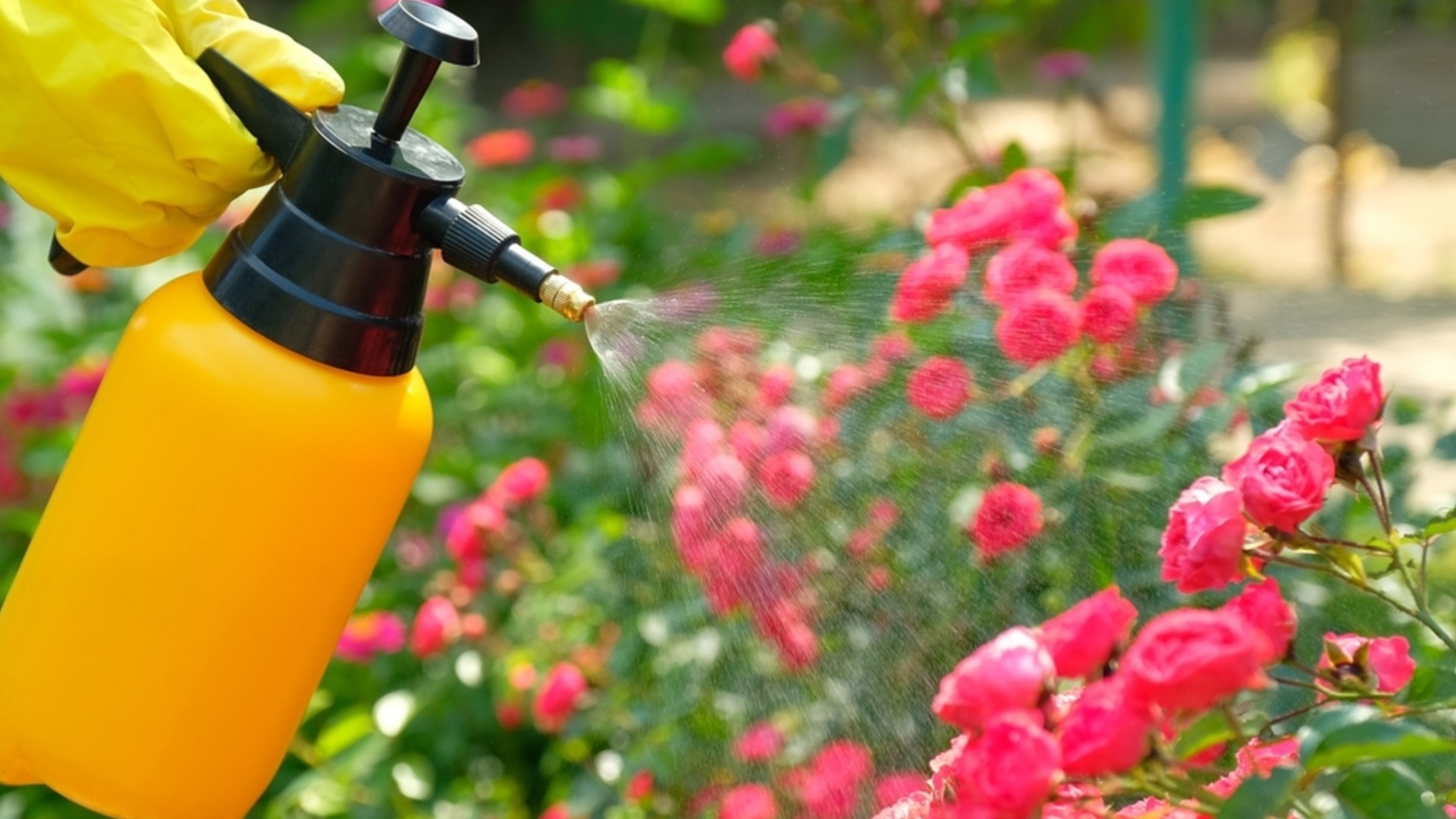 Трябва ли да торите розите след засаждане