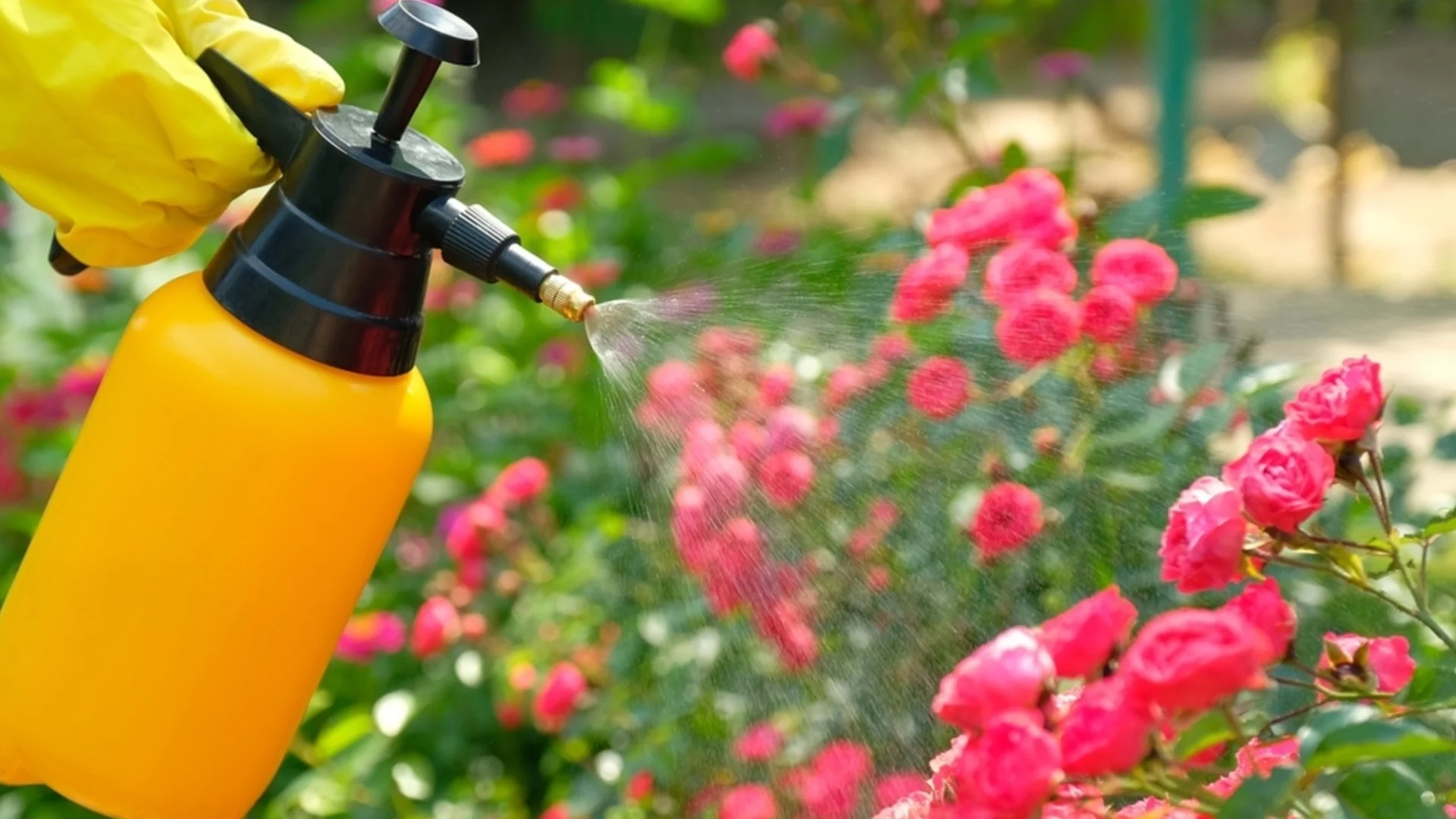 Трябва ли да торите розите след засаждане