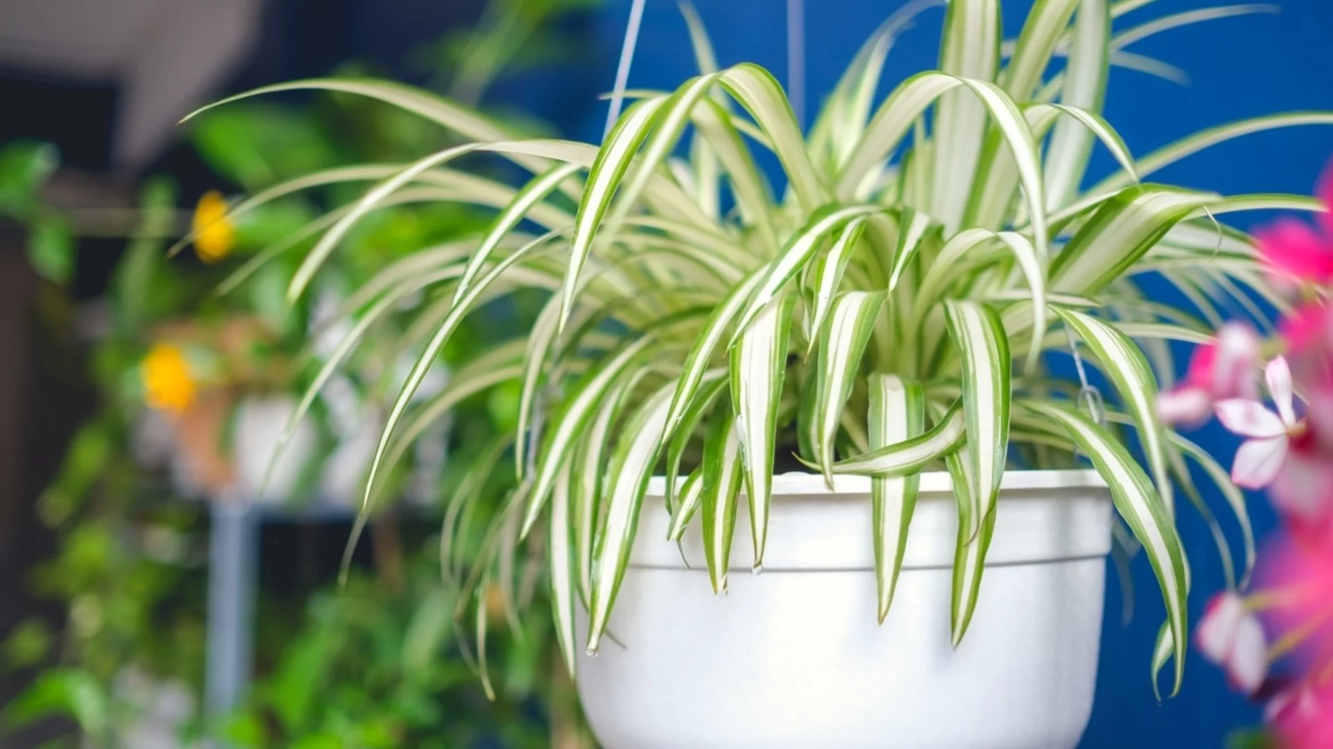 Колко често да поливате растението паяк, за да процъфтява