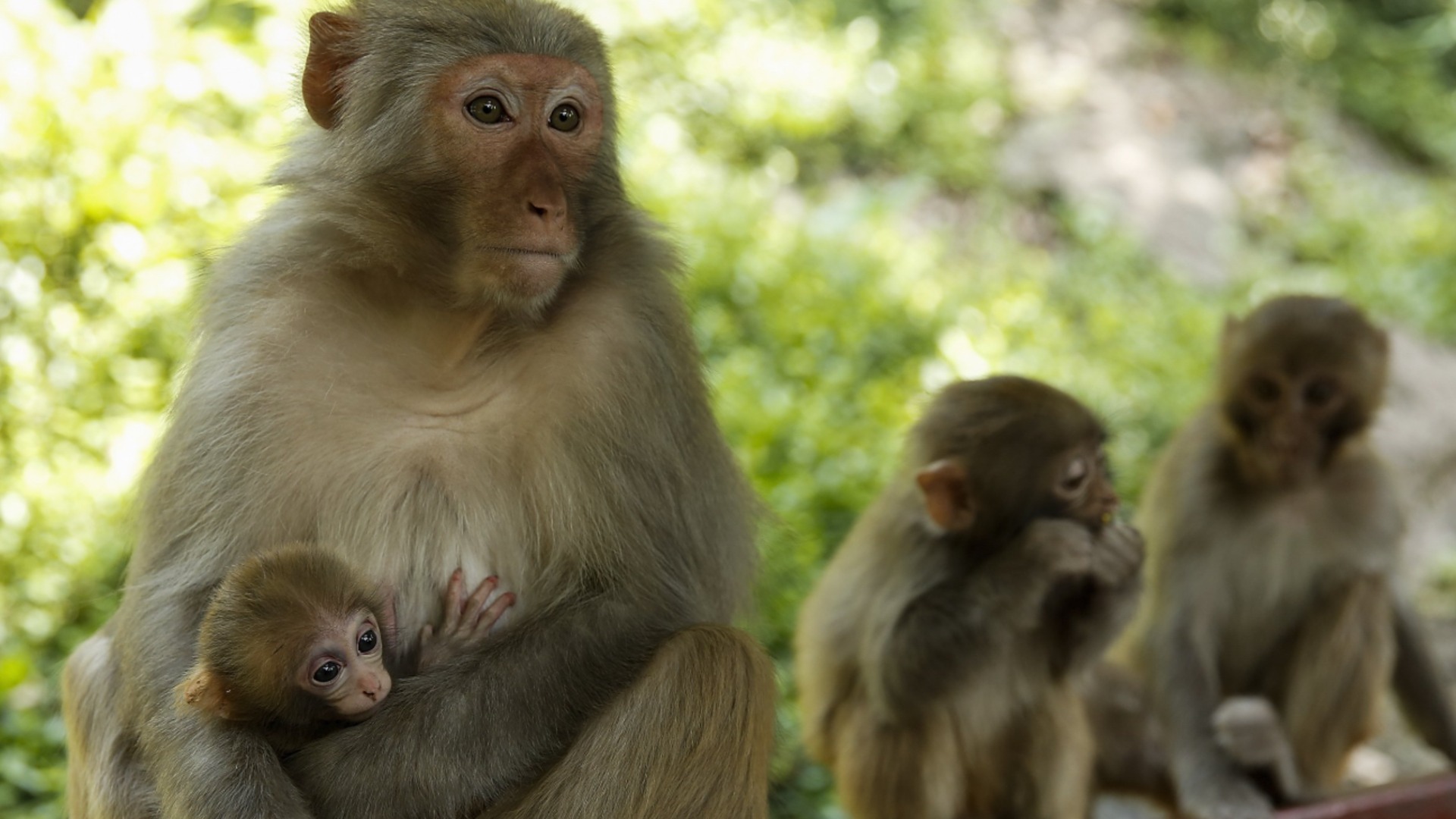 Учени: Тези животни са по-умни от маймуните, могат да разпознаят геометрични фигури