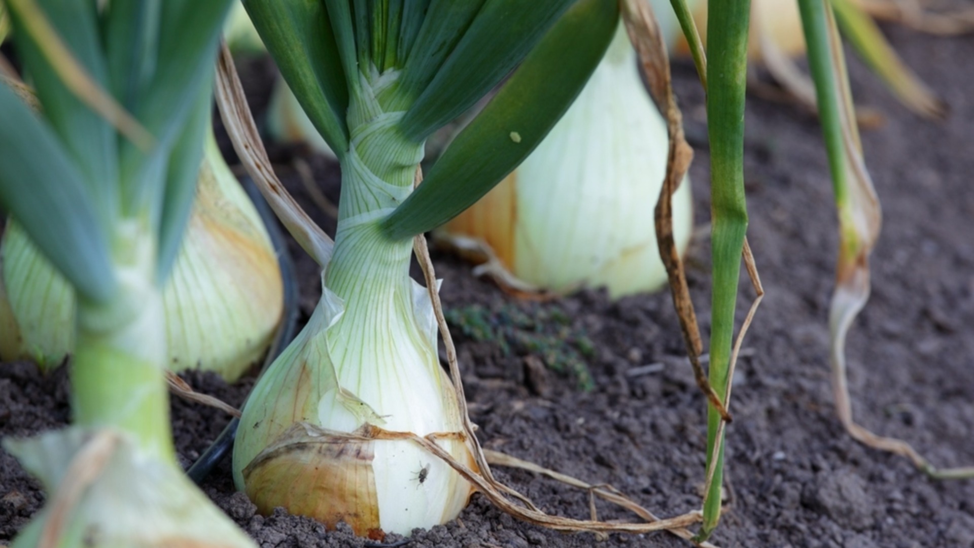 Как да подхранваме лука през пролетта: Задължителни торове през април за добра реколта
