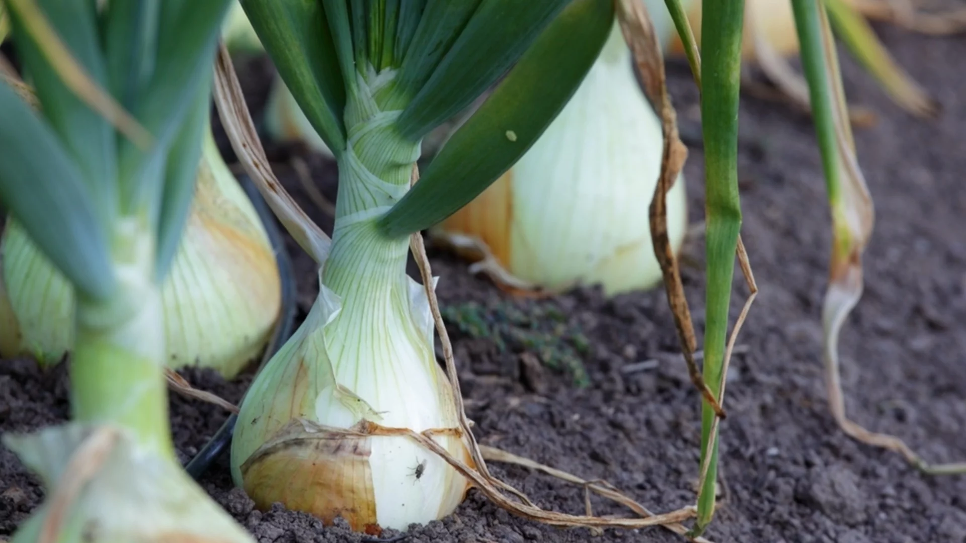 Как да подхранваме лука през пролетта: Задължителни торове през април за добра реколта