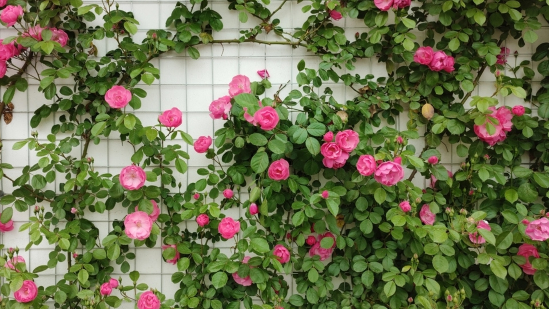 Как да подрязваме храстовидни рози