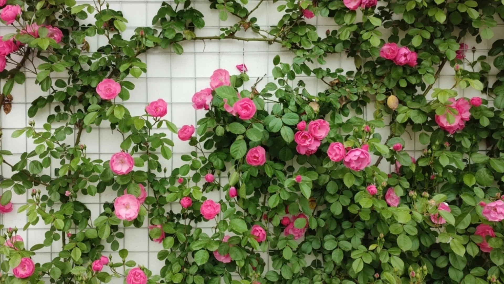 Как да подрязваме храстовидни рози