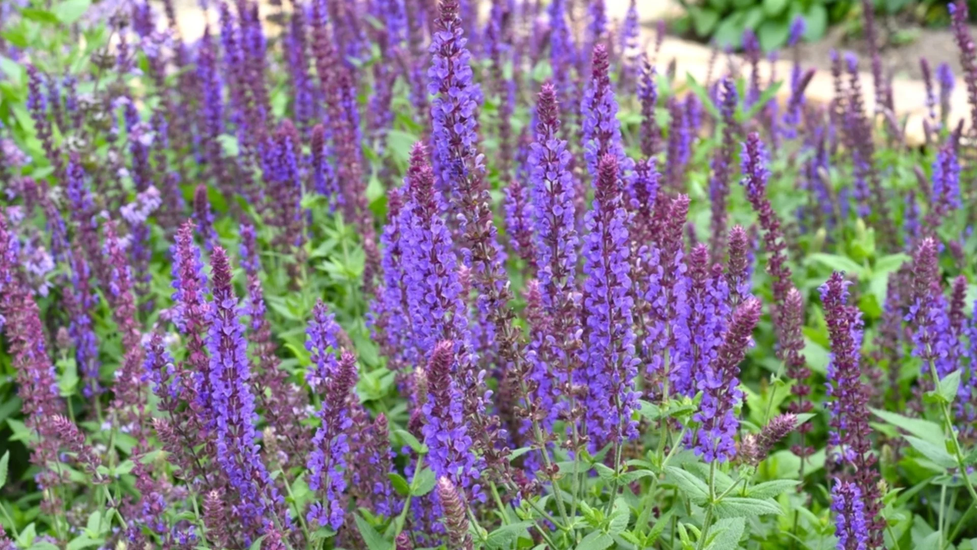 Бързорастящи многогодишни растения, които създават пълна градина за нула време