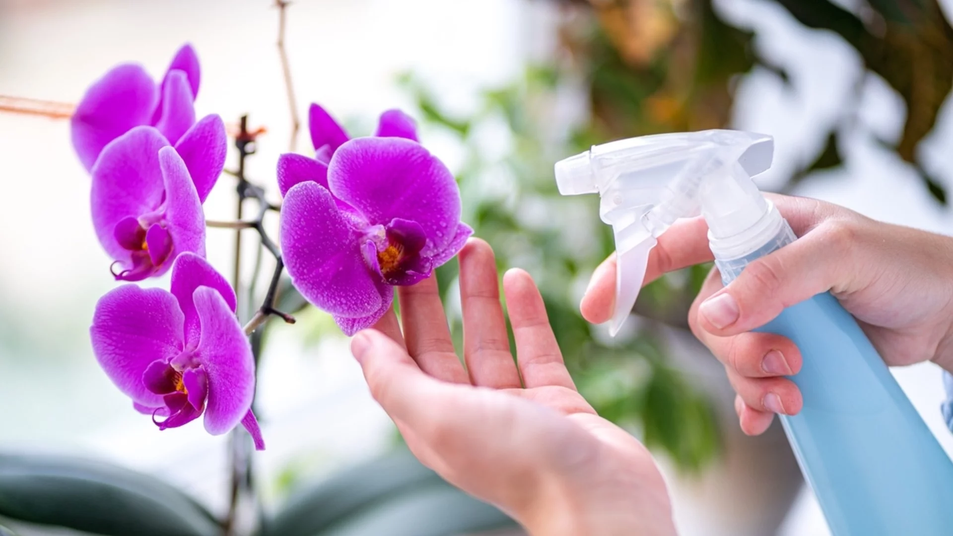 Колко често да поливаме орхидеите, за да процъфтяват