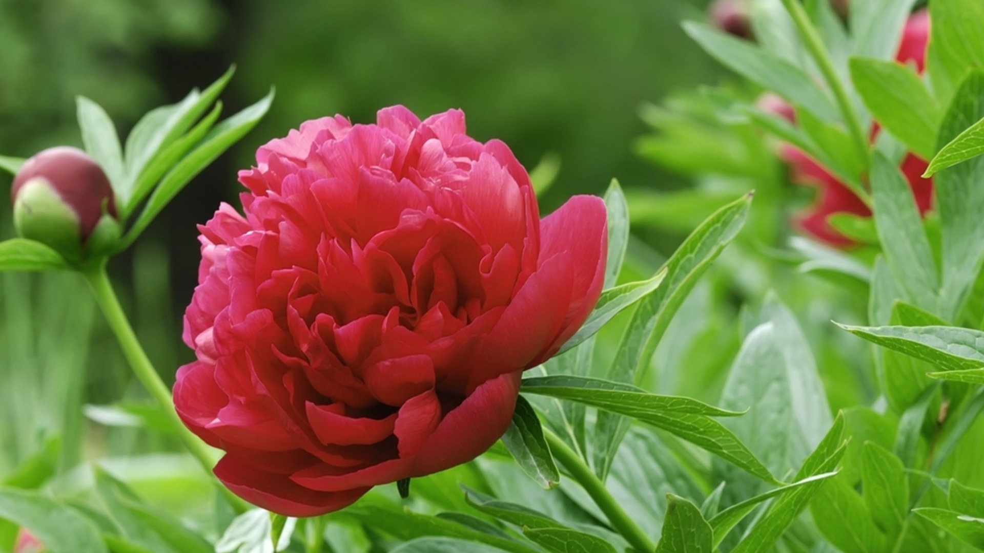 Грешки при резитбата, които ще съсипят вашия божур