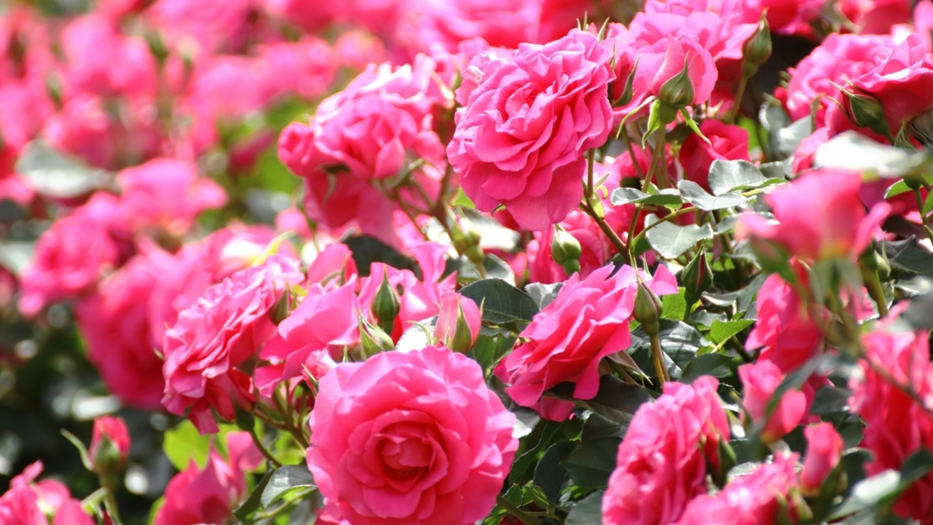 Кога е най-доброто време да торите розите за големи и красиви цъфтежи