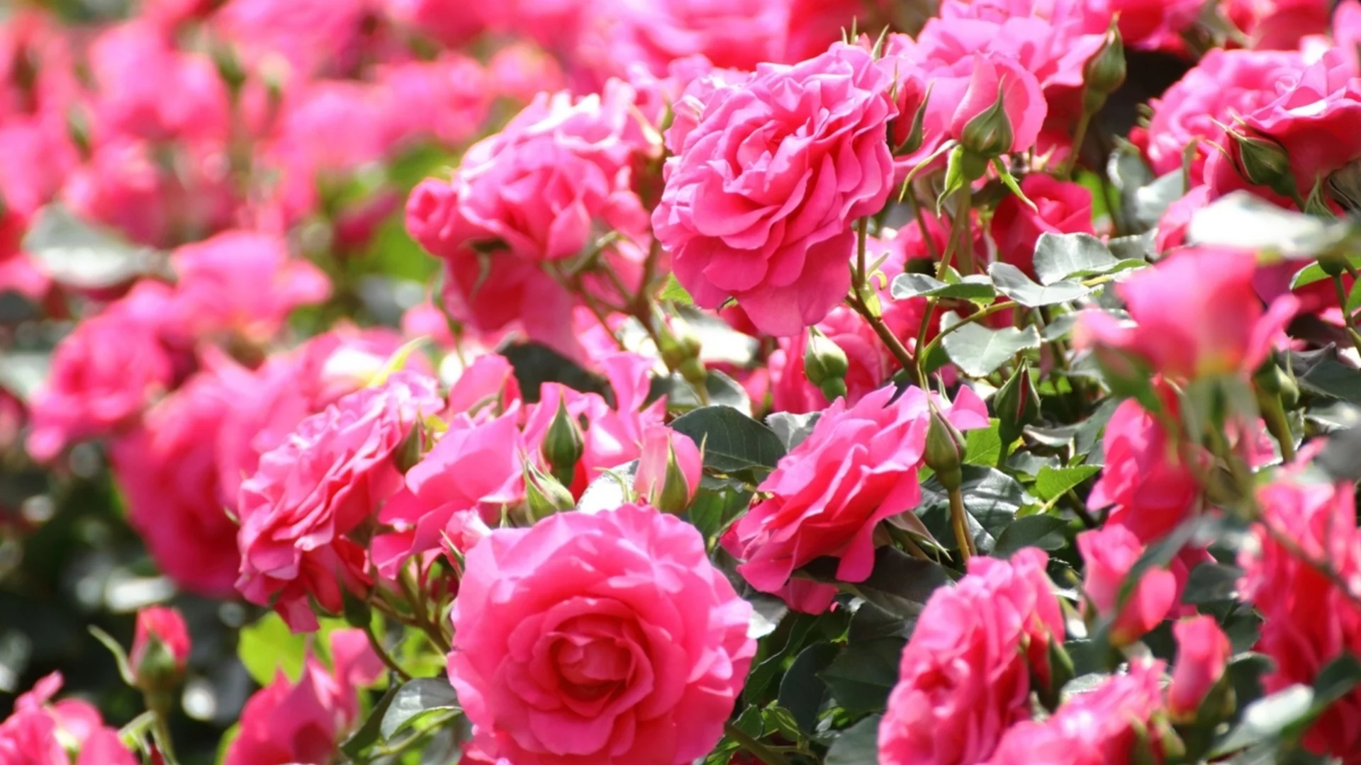 Кога е най-доброто време да торите розите за големи и красиви цъфтежи