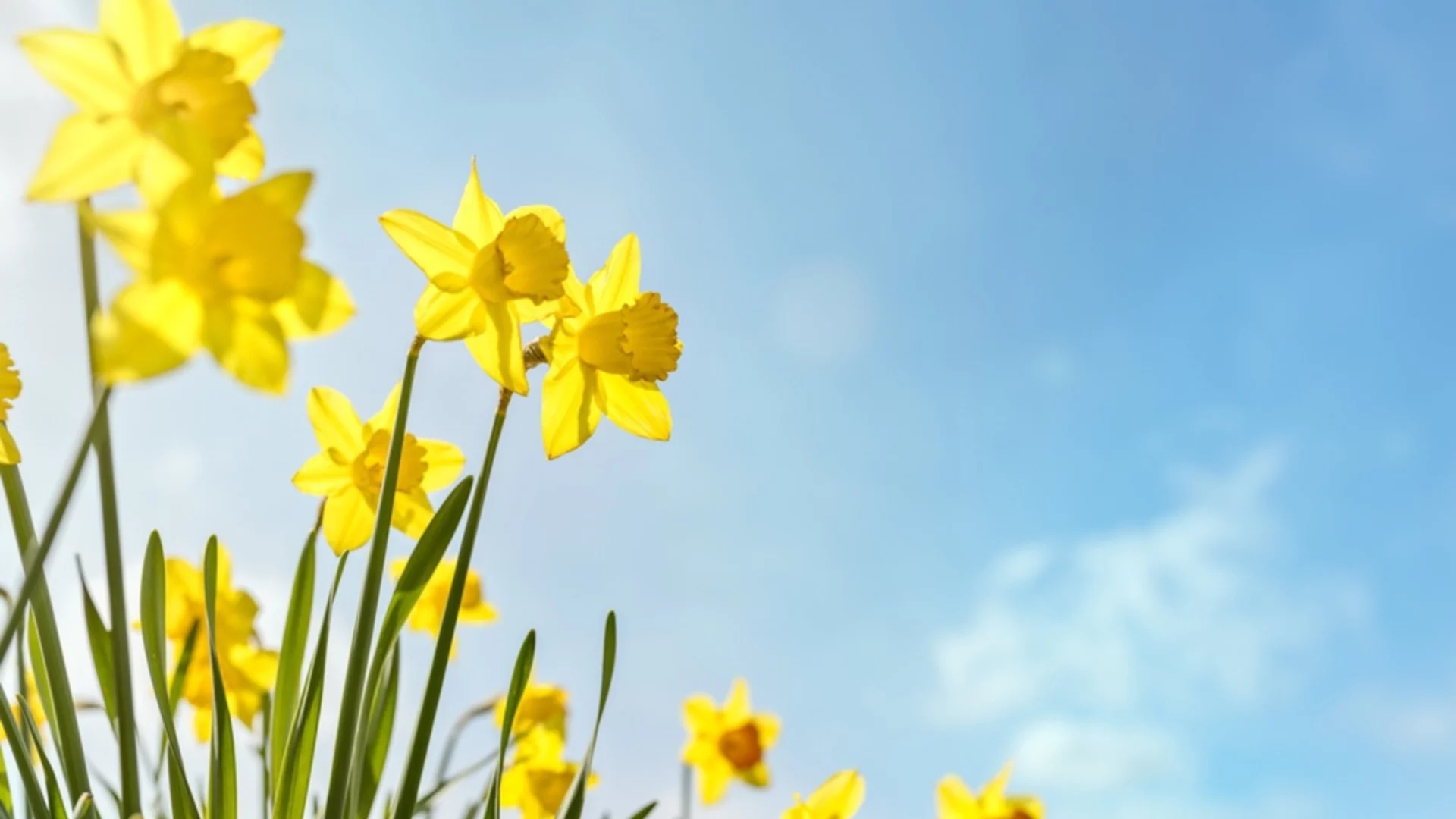 Най-доброто време за засаждане на луковици нарциси за ярки цветове