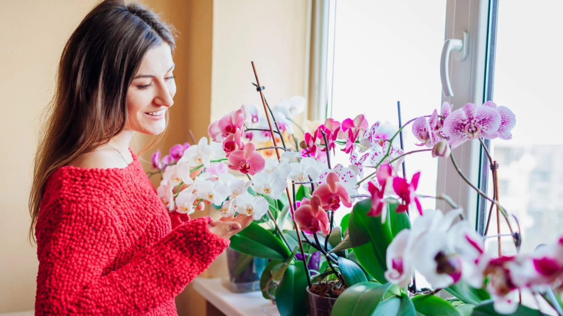 Само така е правилно да пресадите орхидеята