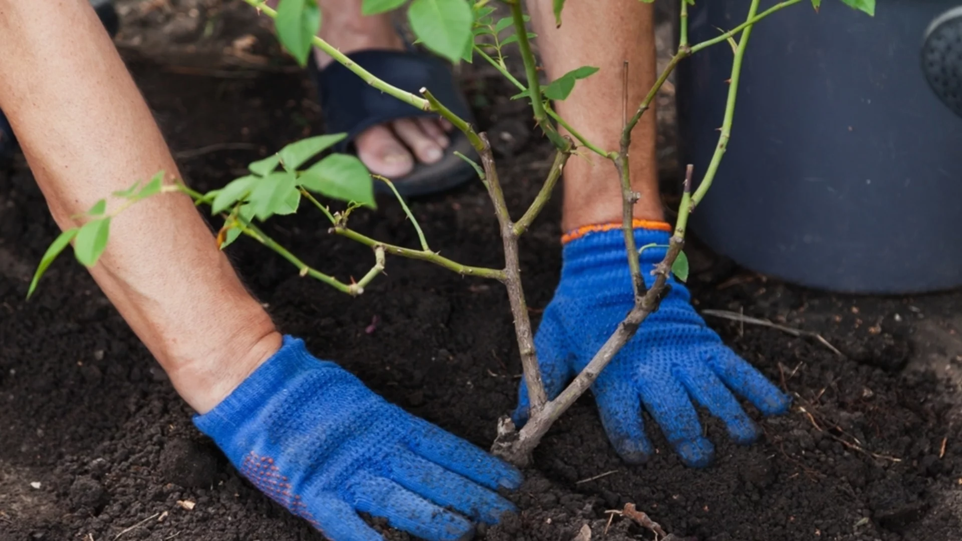 Как да засадите розови храсти, за да процъфтяват години наред