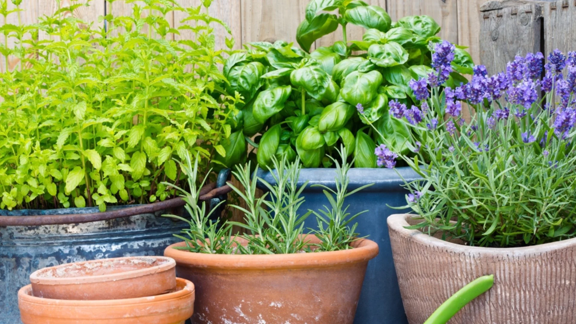 Цъфтящата билка, която можете да засадите, за да привлечете пчели опрашители 