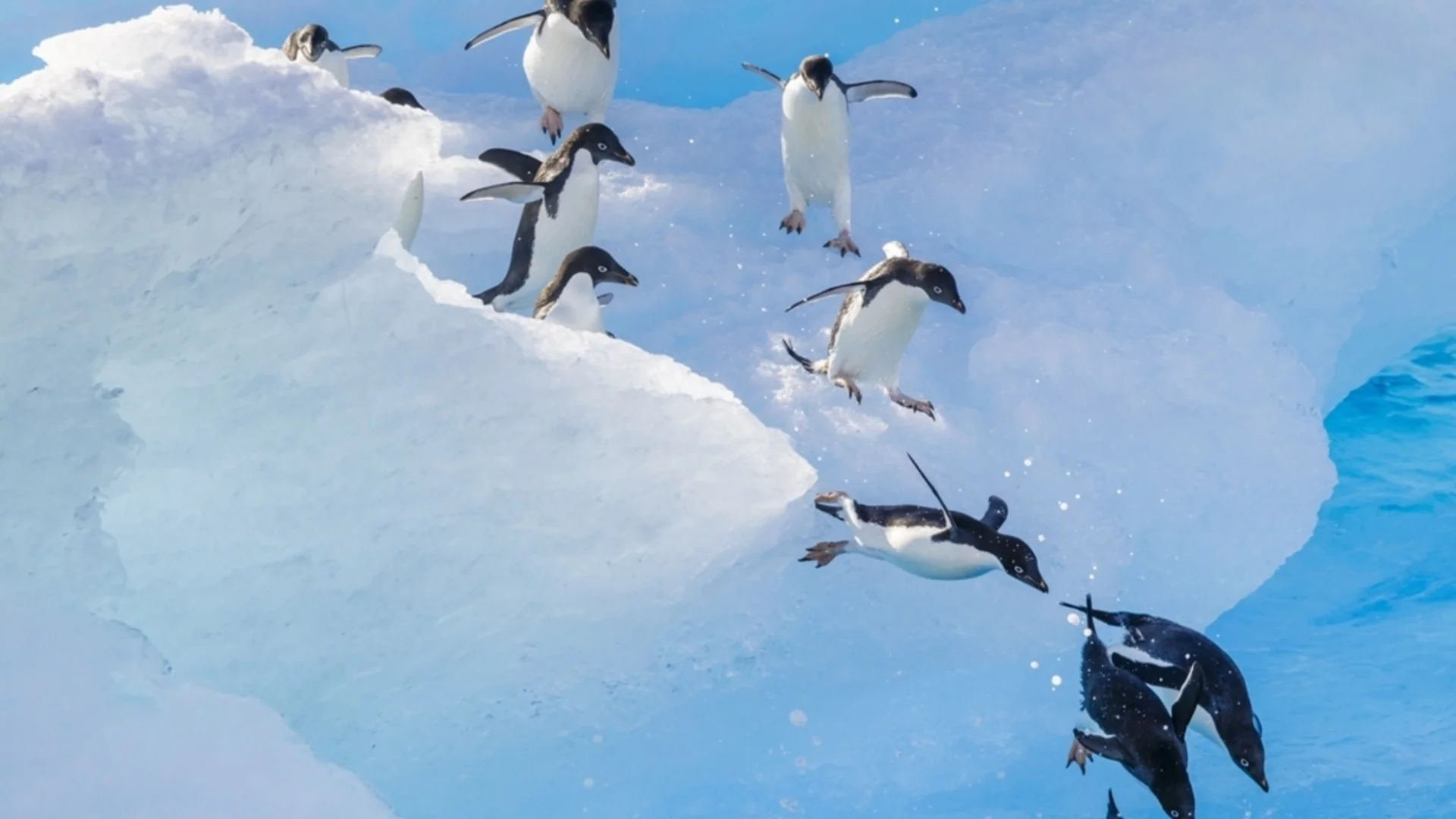 Учени: Тези пингвини остаряват по-бързо и причината е изненадваща