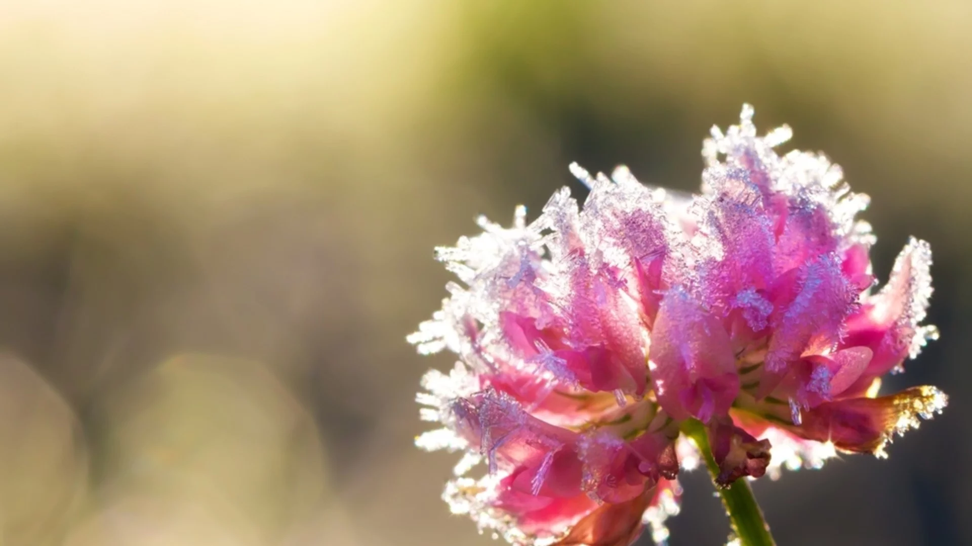 А на места снегът се завръща. Времето утре - 9 април 2026 г. 