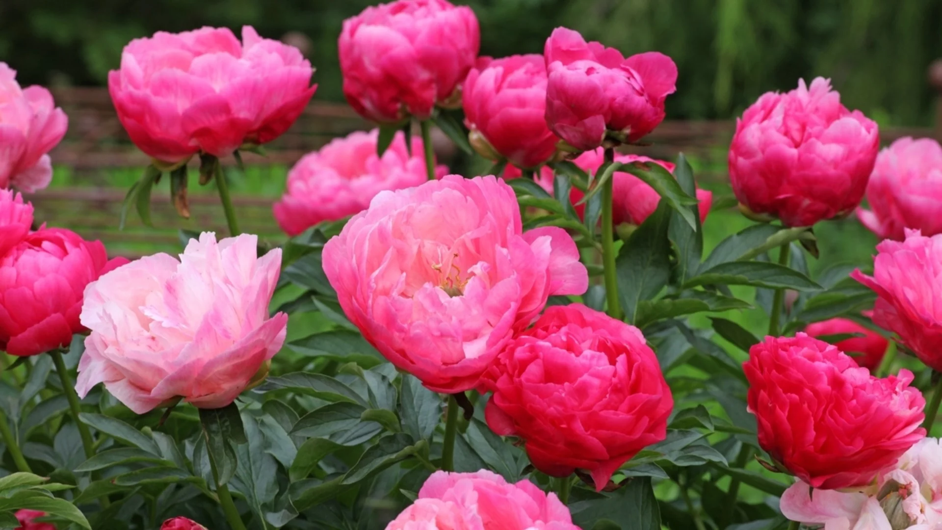 Най-добри растения-компаньони, които да отглеждате с божури за приказна градина