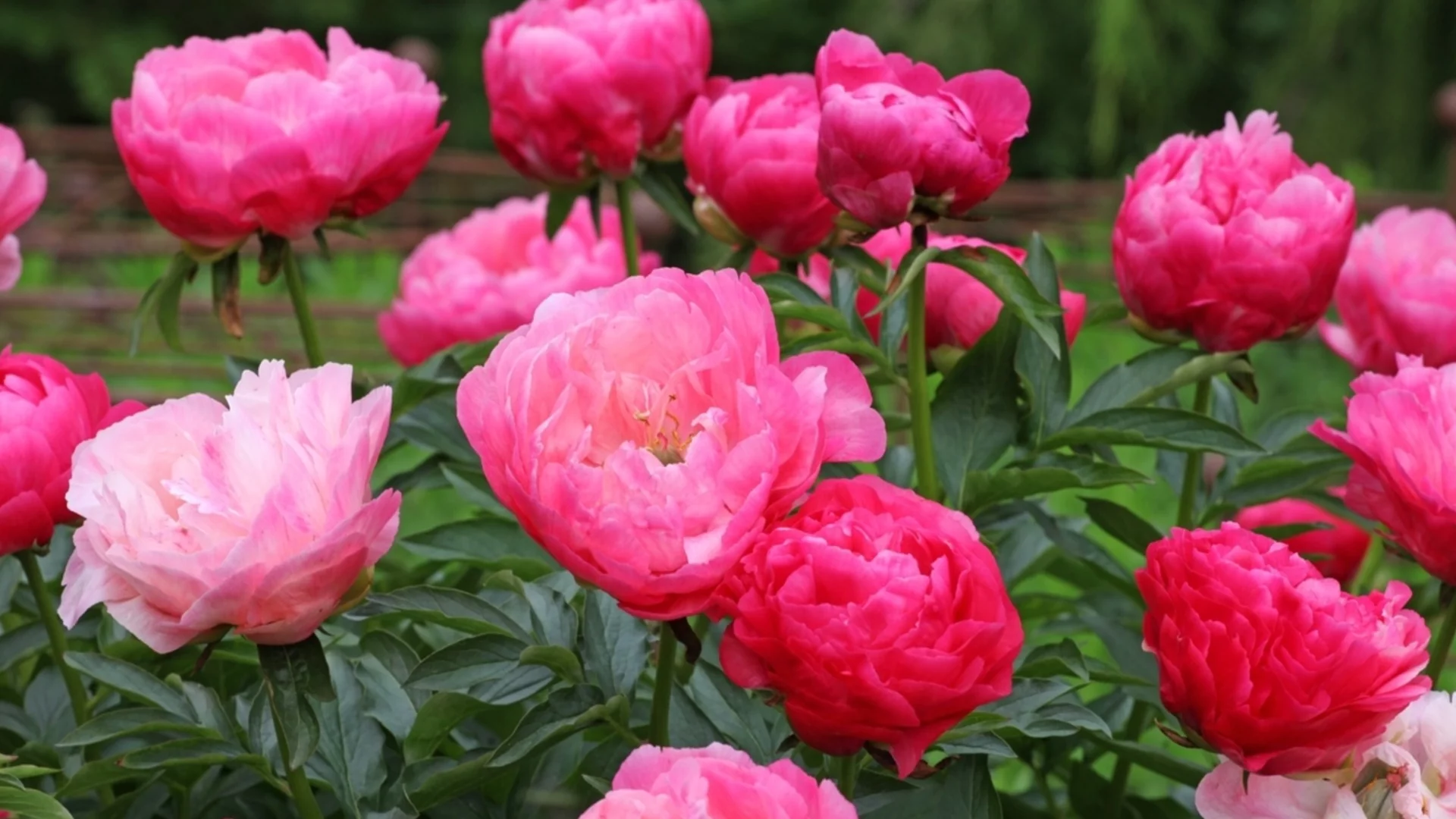 Как да отглеждате и да се грижите за божури