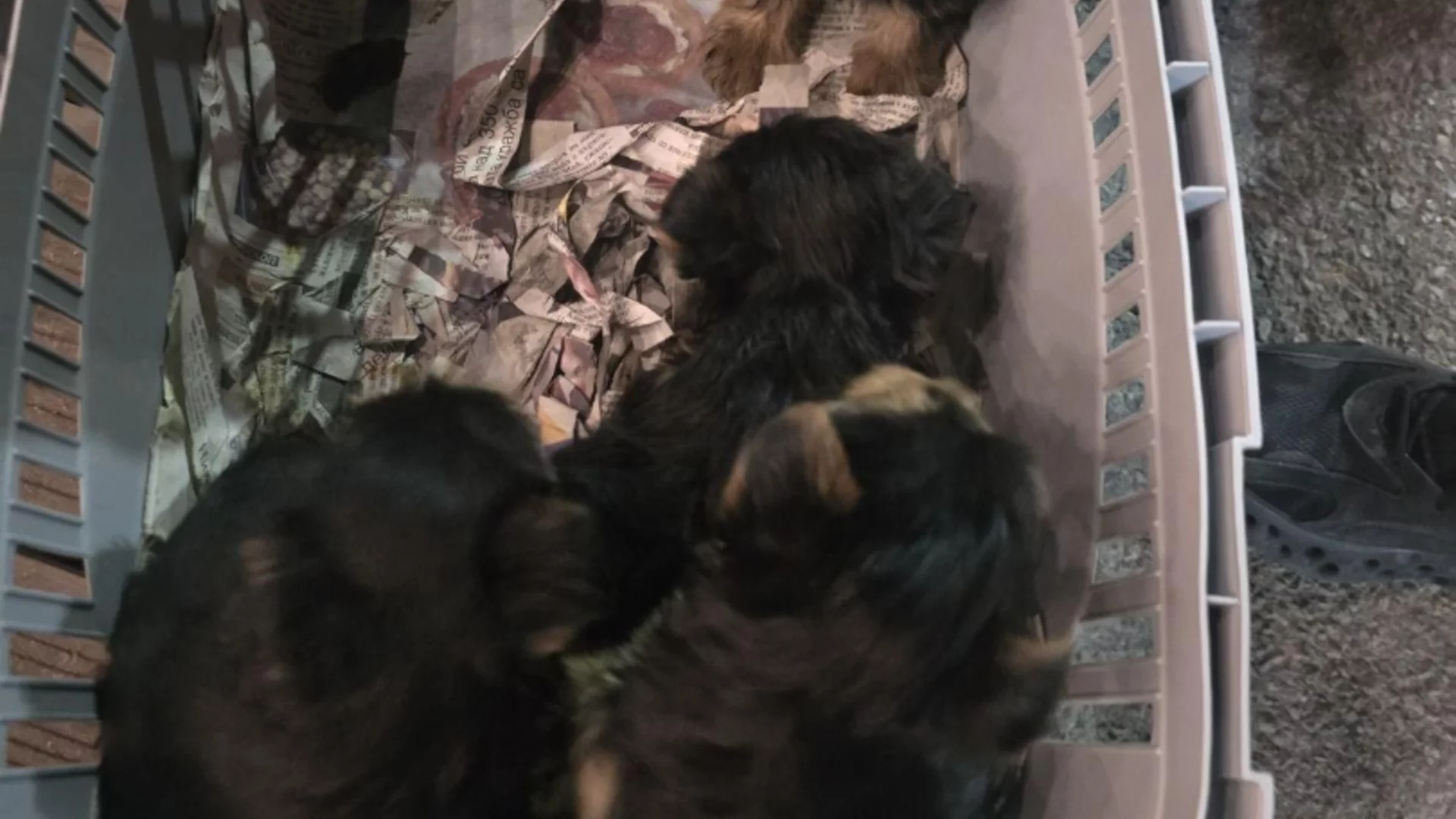 БАБХ разкри и спря незаконен превоз на малки кученца