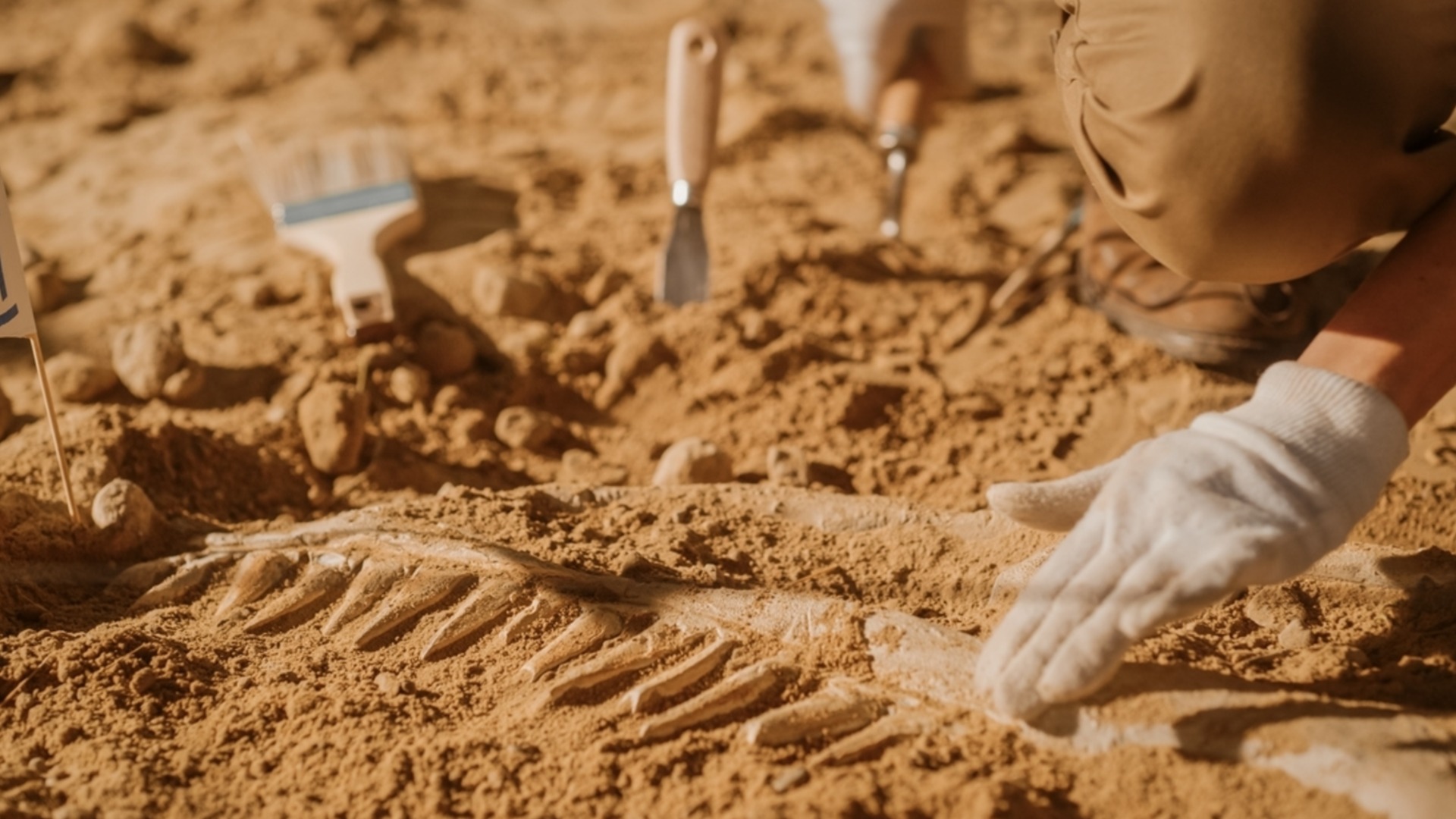 Учени откриха останки от страховит хищник в Египет, живял преди 80 млн. години