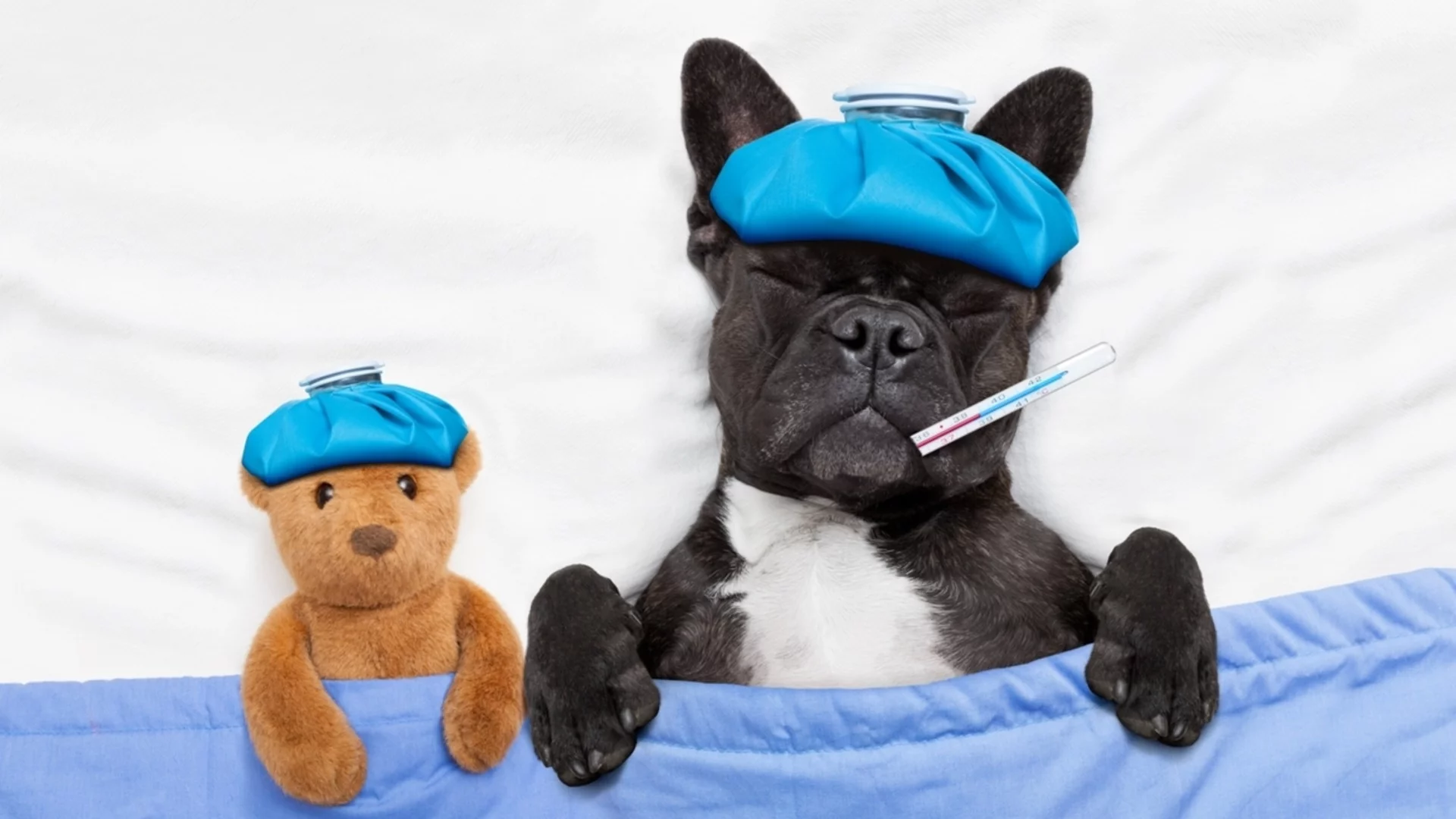 Платен отпуск за грижа за болни домашни любимци – първа по рода си мярка е официална