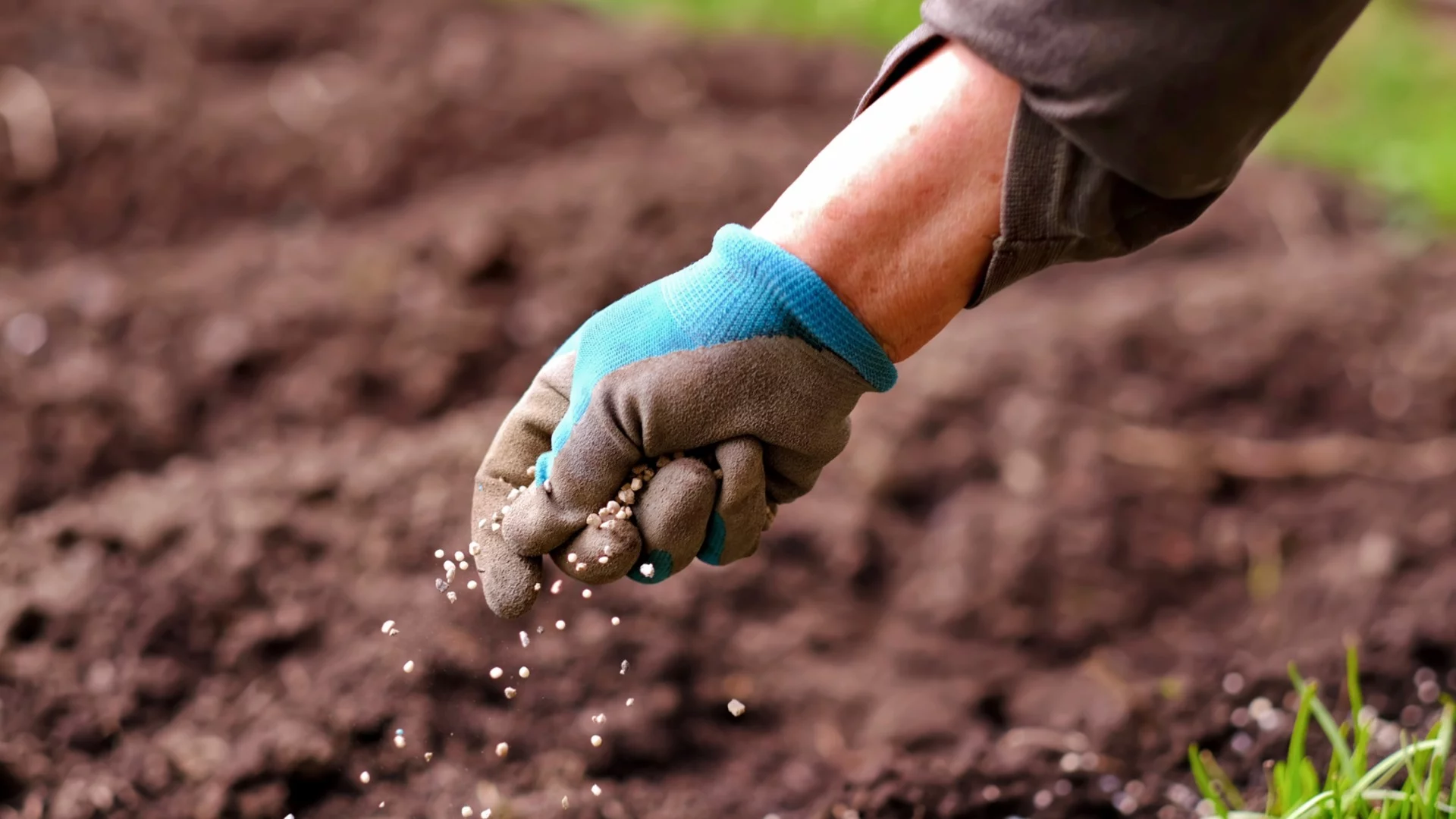 Колко често трябва да торите растенията си?