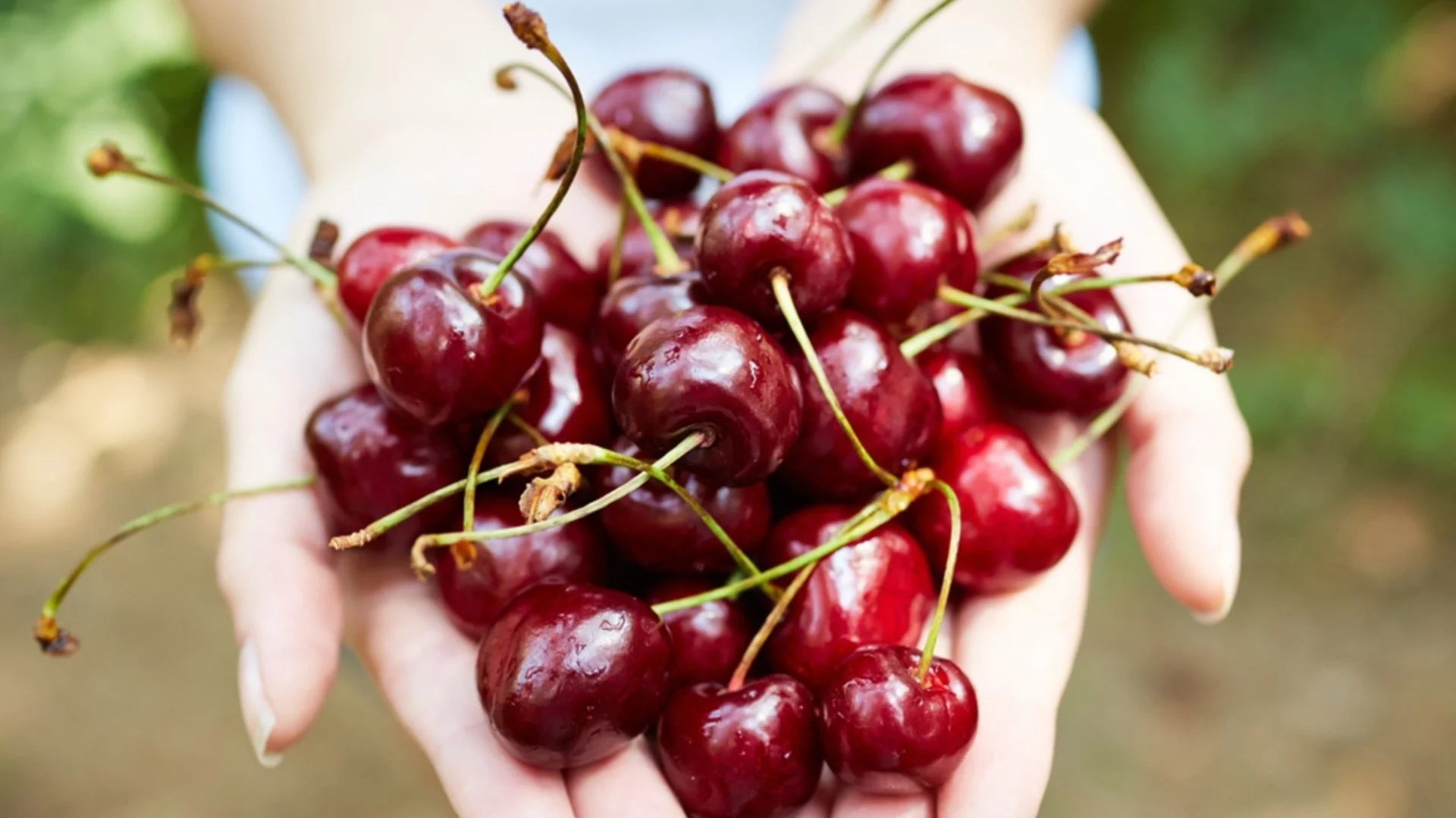 Сладки, сочни и без червеи: Най-важното нещо, което да направите на черешите през април