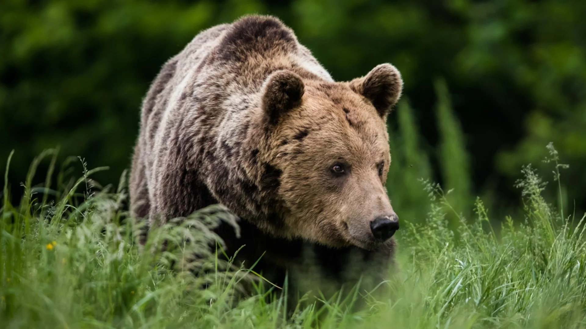 Мечките се събудиха, започнаха да нападат села и градове в Родопите