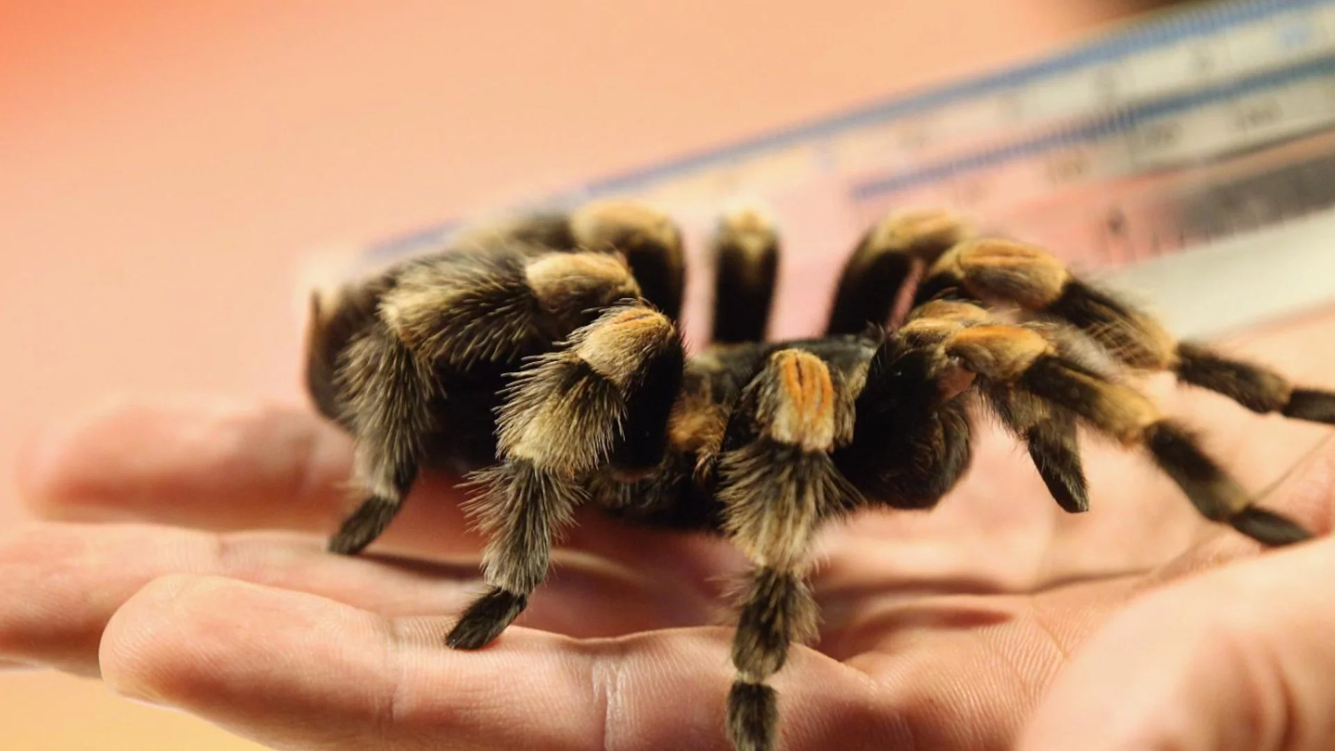 Учени откриха нов род гигантски тарантули с необичайно поведение