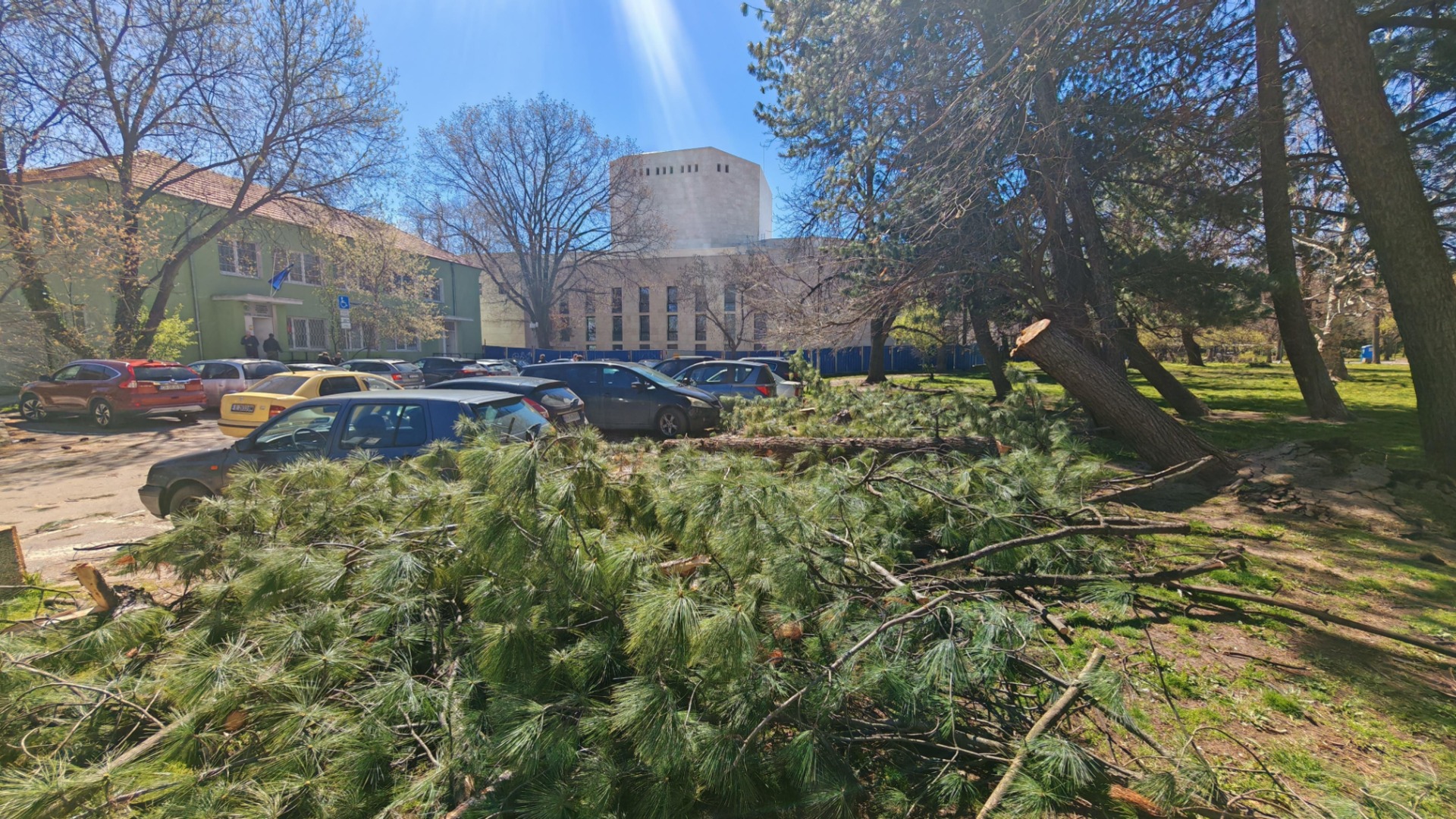 На метри от театъра: Дърво падна в парка “Заимов“
