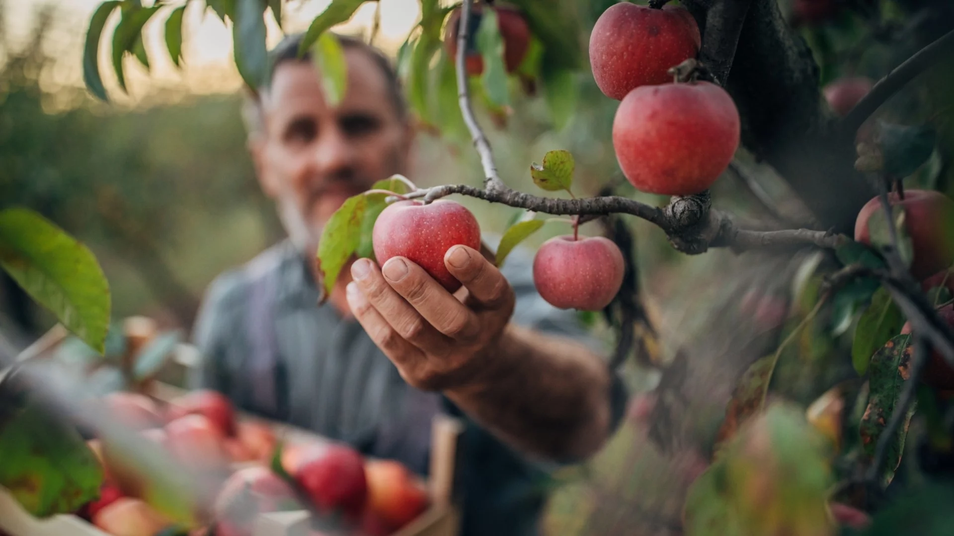 Трик, който ще помогне на вашите овощни дървета да дават плодове по-бързо 