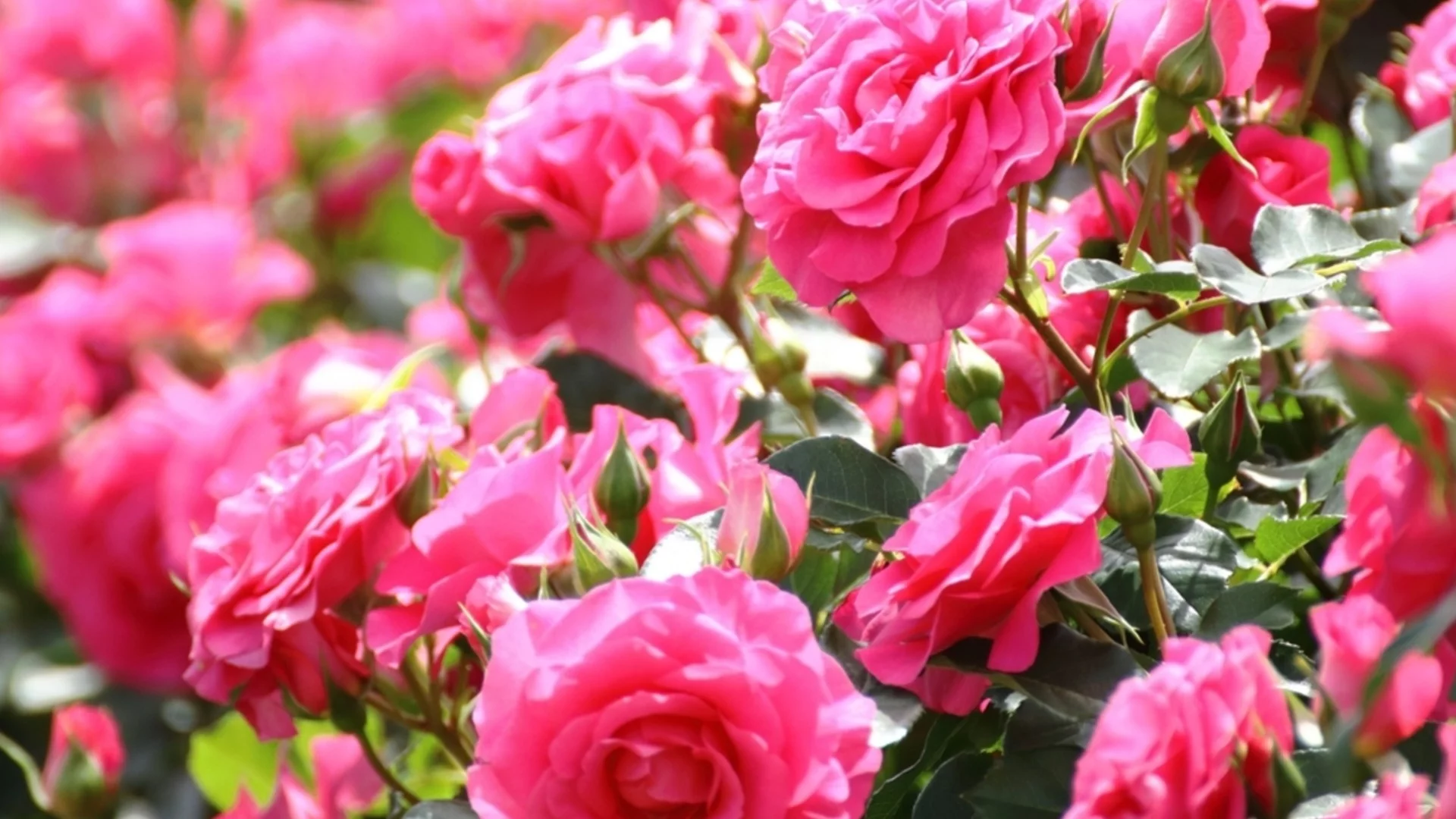 Растения, които трябва да подрежете през април за красиви цъфтежи през лятото