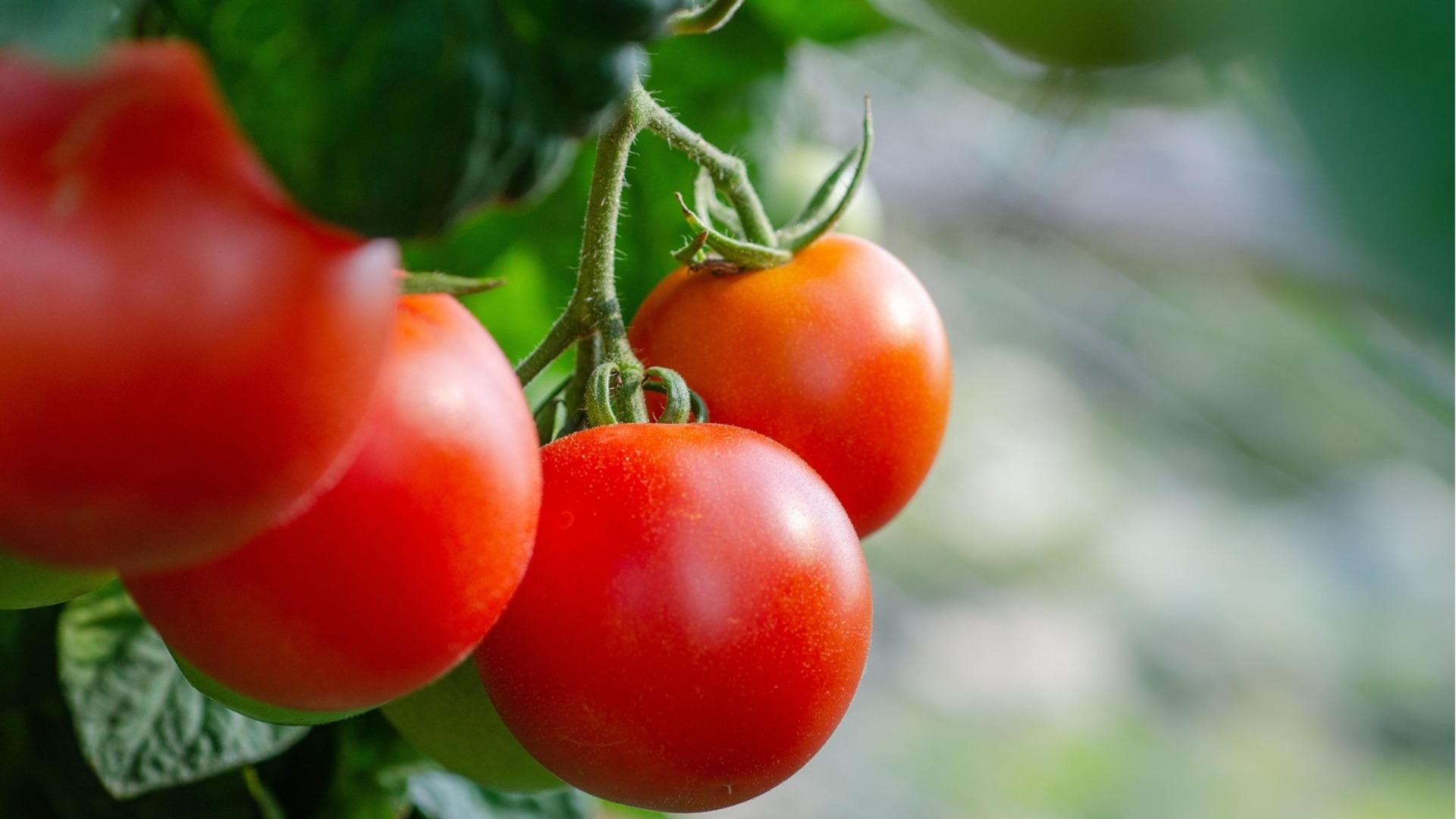 Как да подготвим почвата за домати и пипер