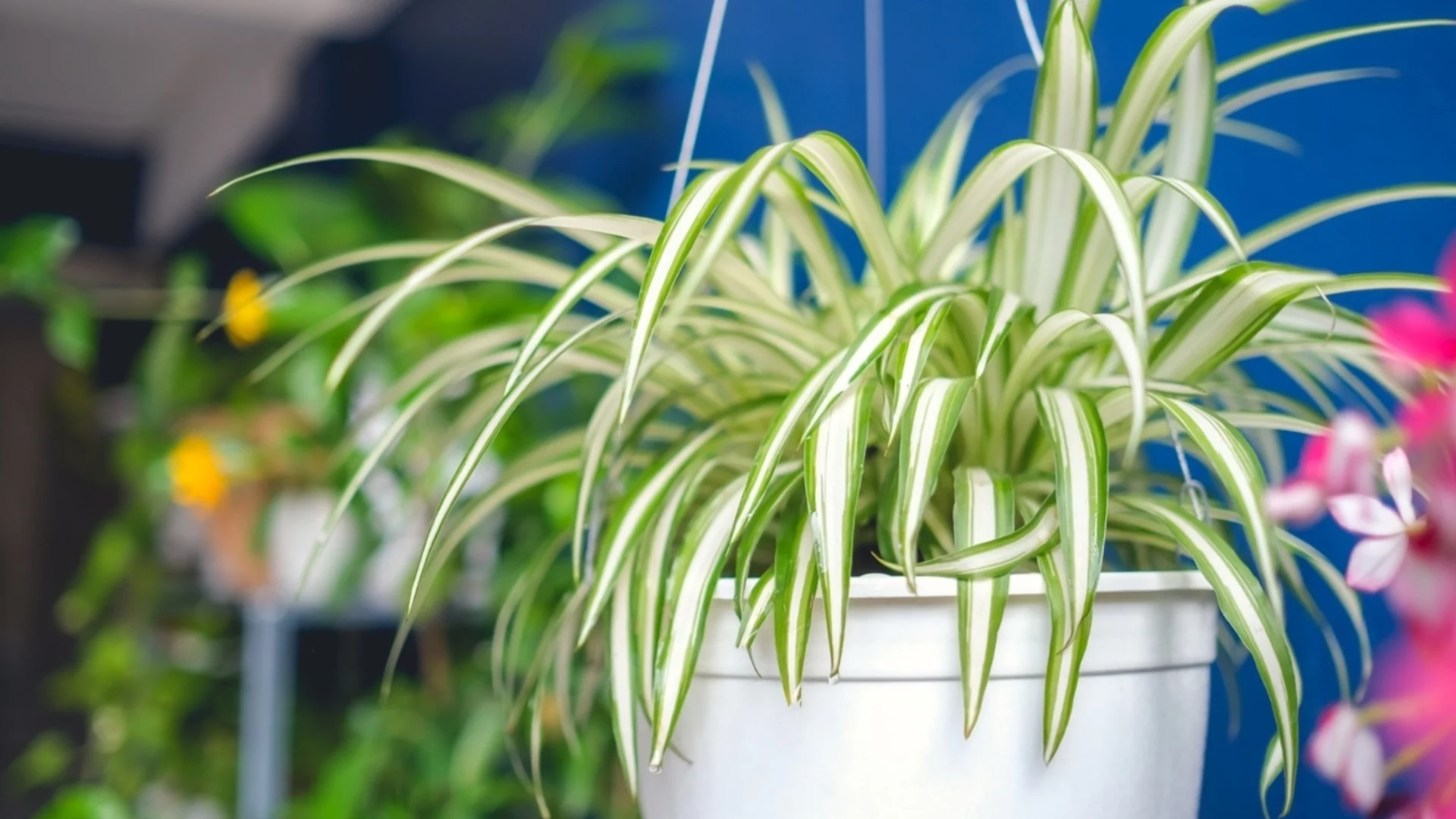 Единственият начин да почиствате листата на растението паяк 