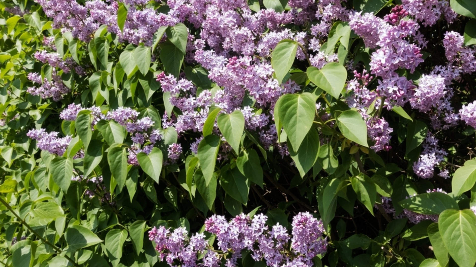 Само така е правилно да се грижите за люляка