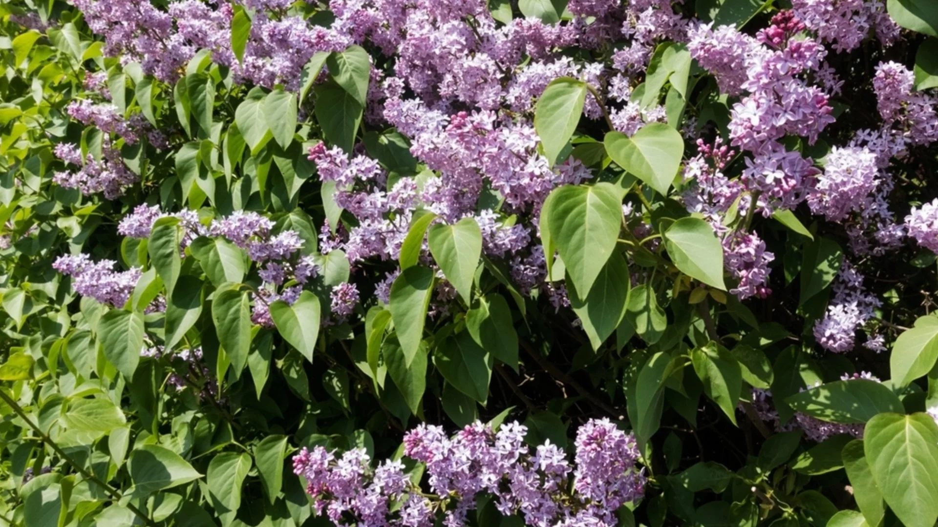 Само така е правилно да се грижите за люляка