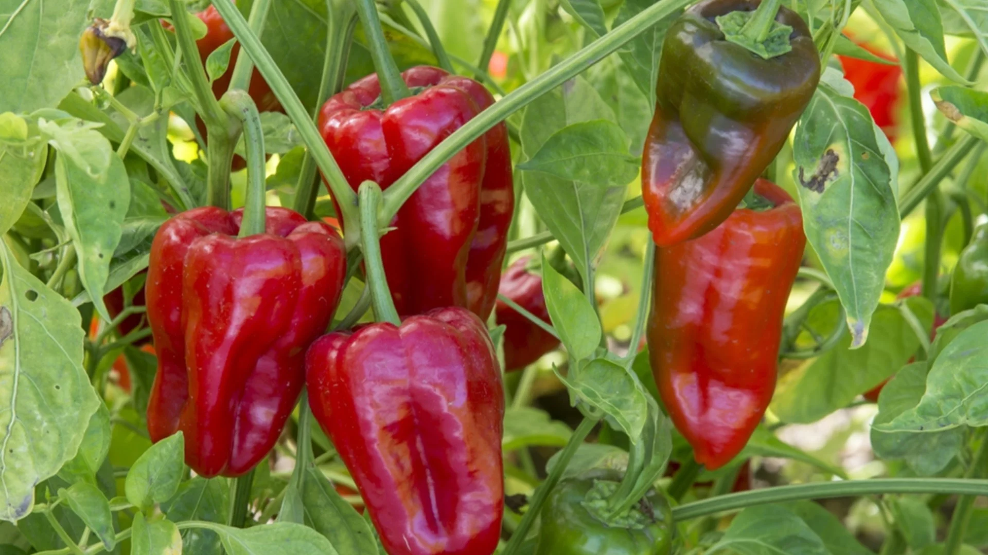 Пиперът ще се вкорени за по-малко от седмица, ако сложите това в дупката при засаждането му