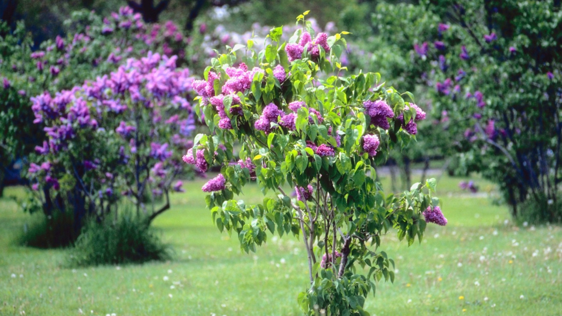 Как да пресадите правилно люляк