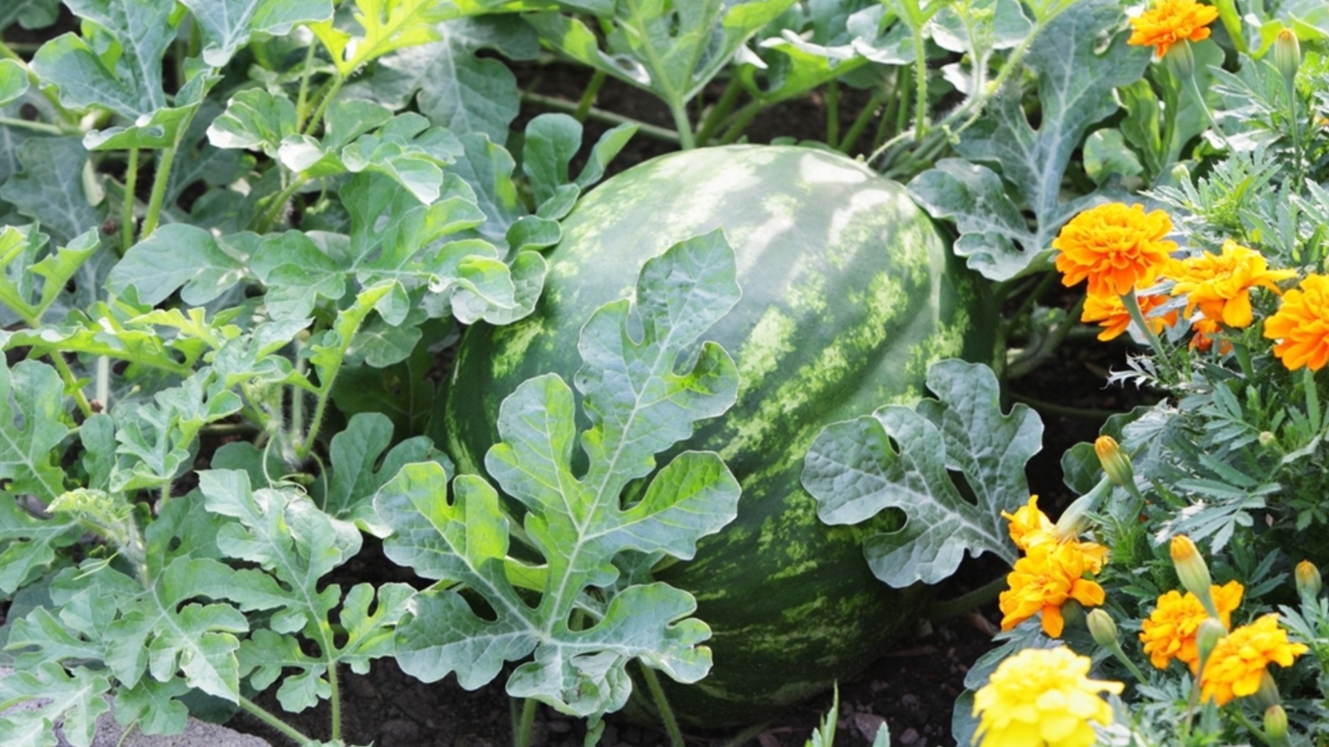 Последен шанс да посеете диня за разсад: С тези трикове ще е сладка като захар