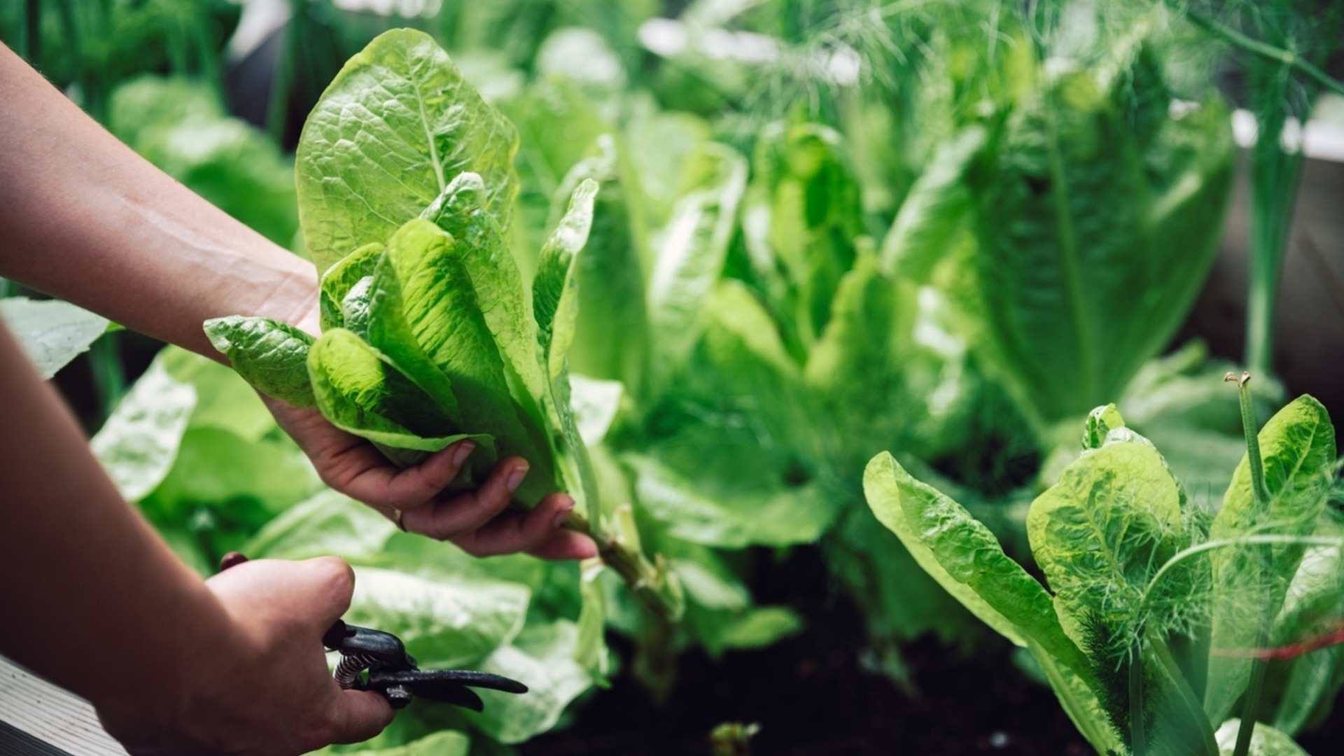 Засадете спанакът до тези зеленчуци за богата реколта