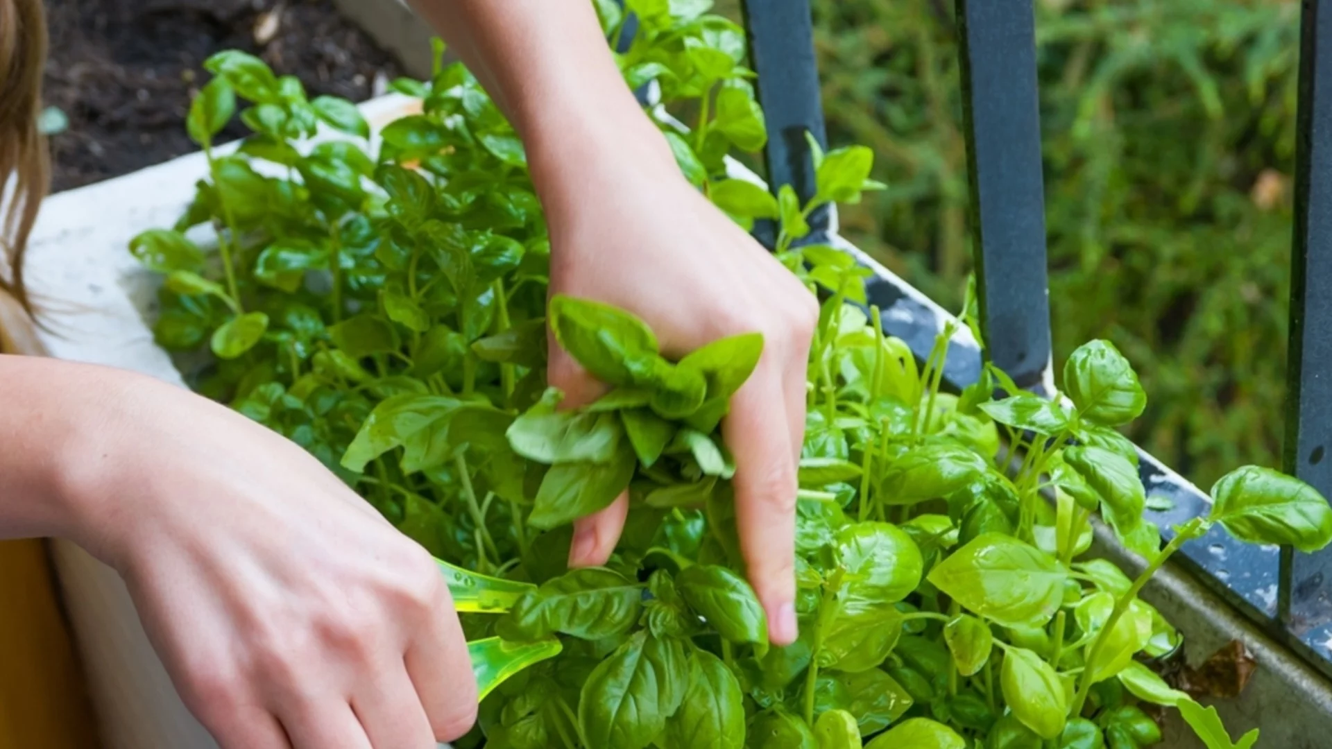 Често срещани проблема, за които трябва да знаете, преди да отглеждате босилек 