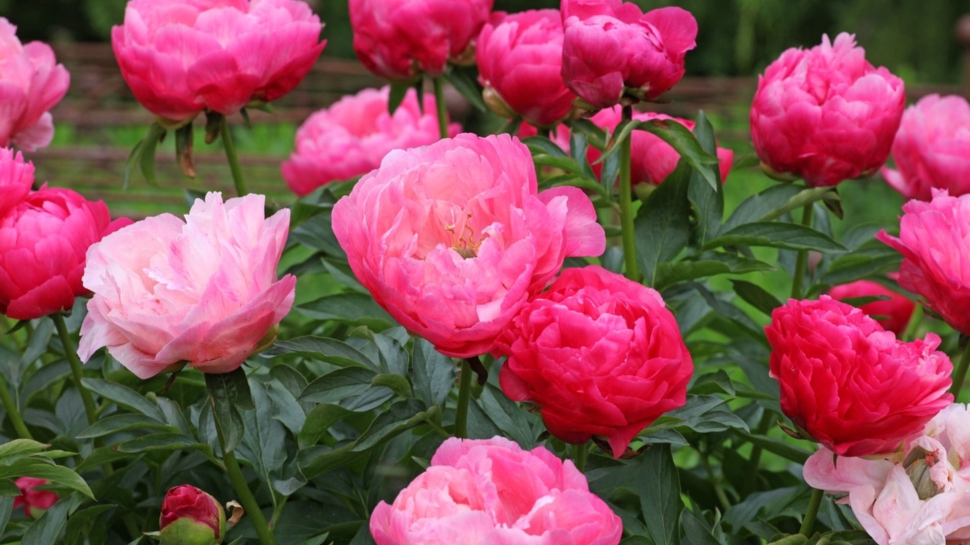 Неща, за които да внимавате, когато подрязвате божури