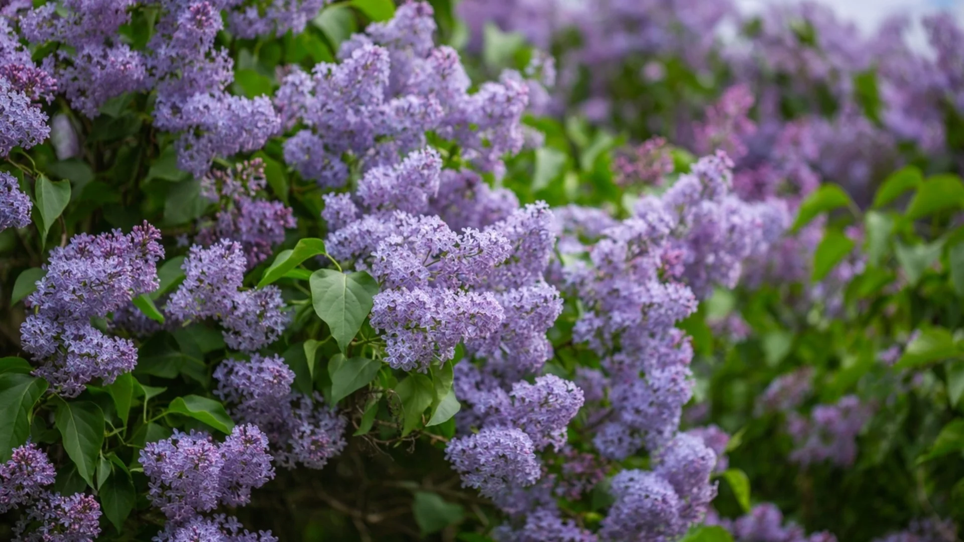 Кога и как да подрязвате люляка за обилно цъфтене година след година