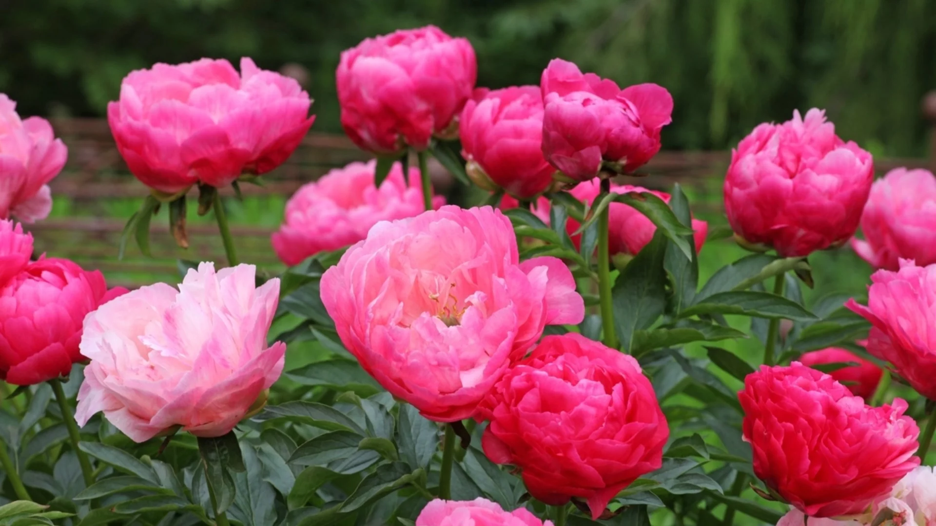 Как да подрязвате божури за зашеметяващ цъфтеж през пролет