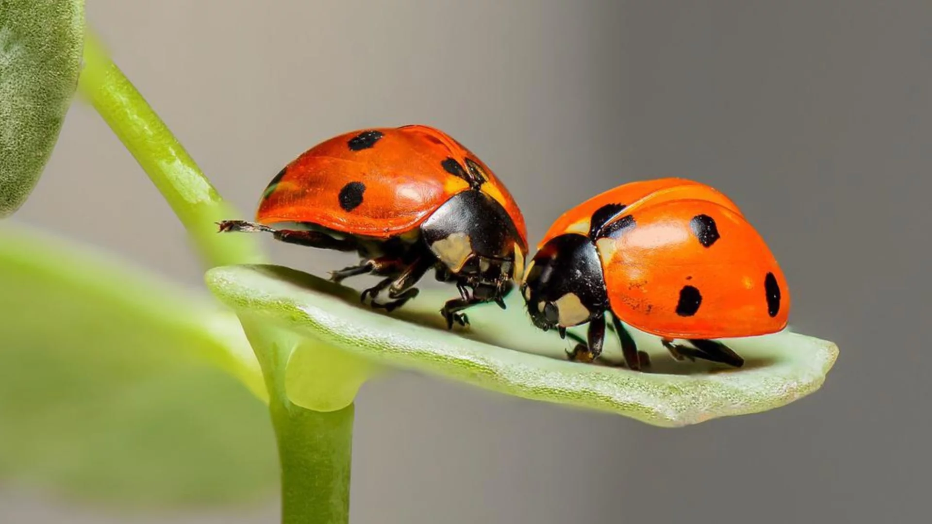 Единственото цвете, от което се нуждаете, за да привлечете полезни калинки в градината си