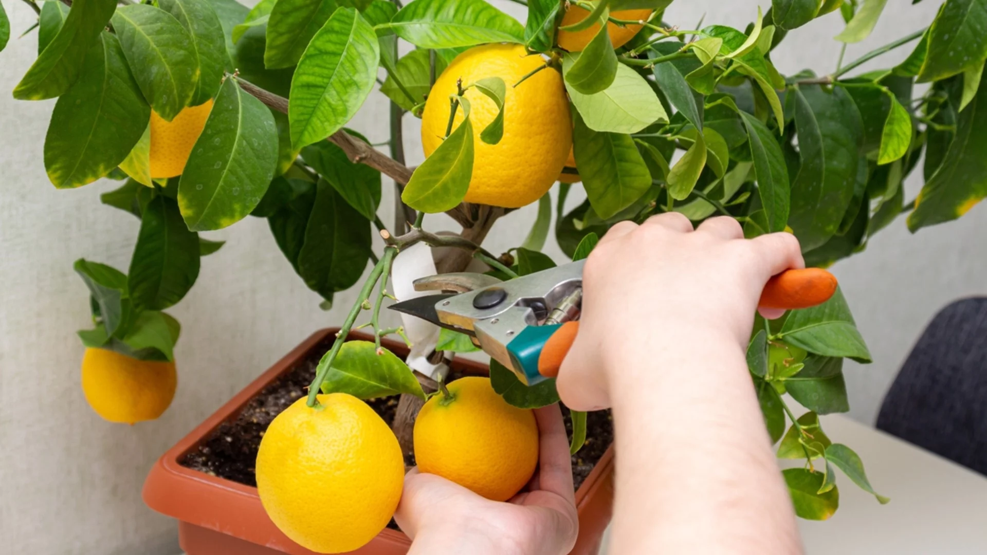 Как да подрежете лимоново дърво за повече плодове и по-здравословен растеж