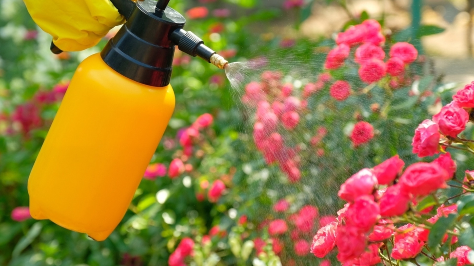 Как да торите рози през пролетта? Тези 3 домашни средства гарантират обилен цъфтеж!