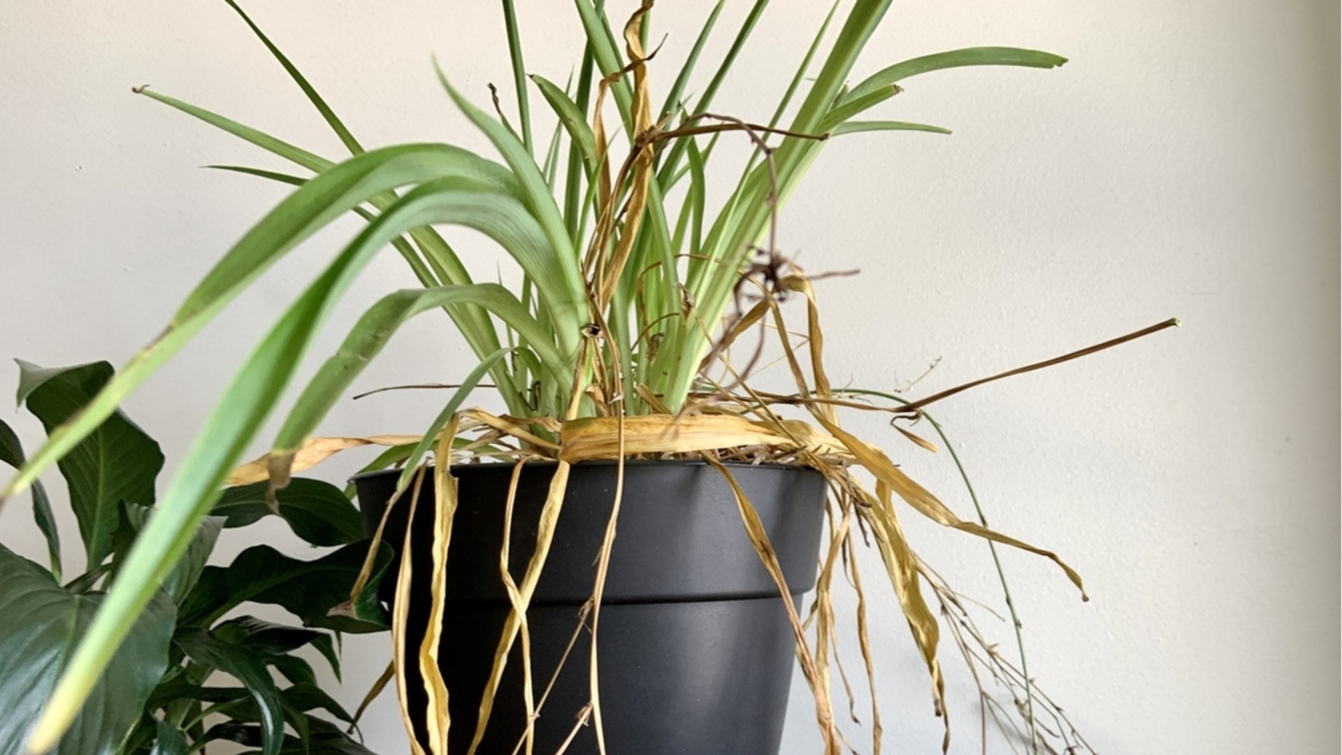 Как да разберете колко често трябва да поливате стайното растене