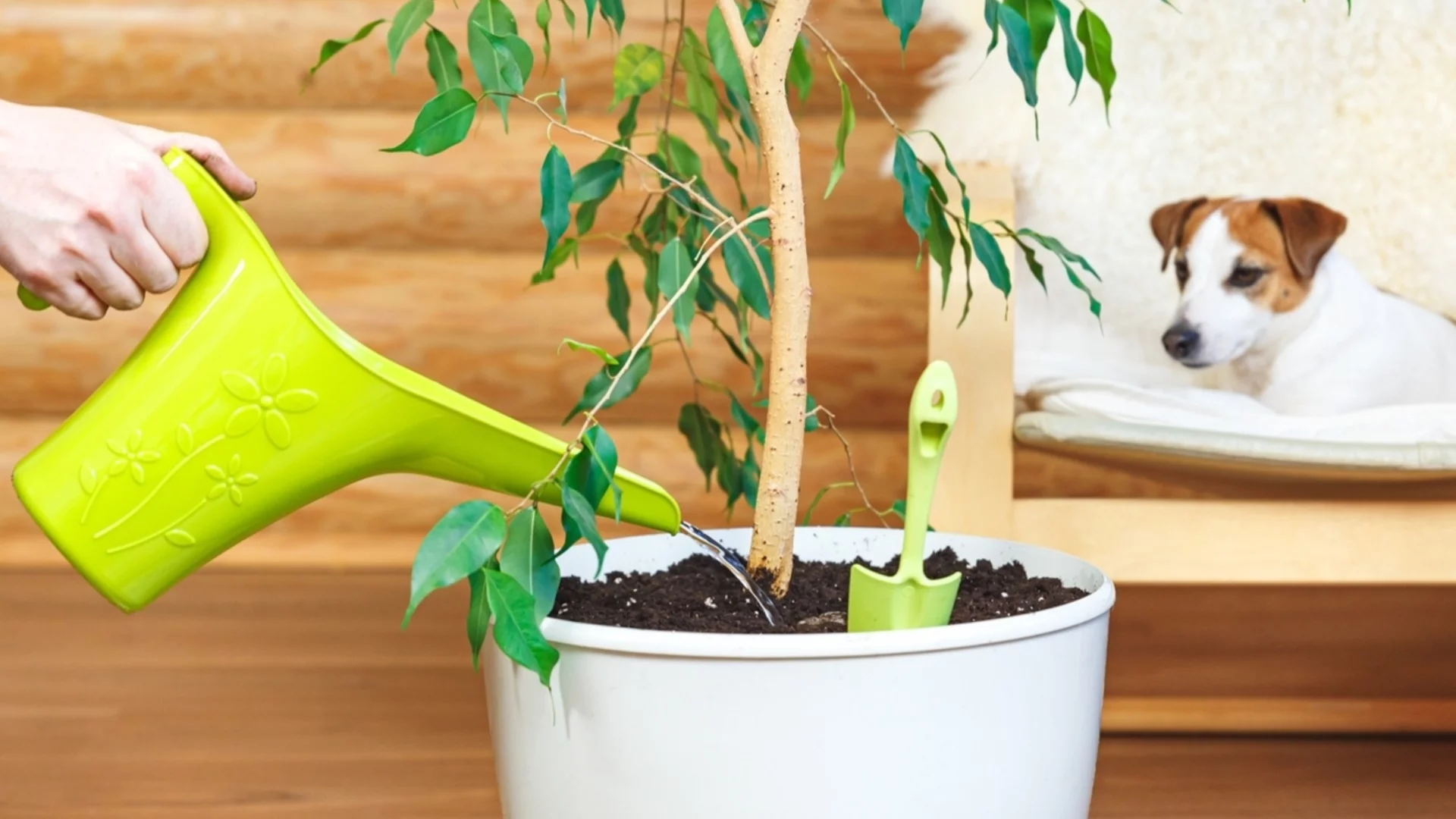 Как правилно да поливате стайни растения