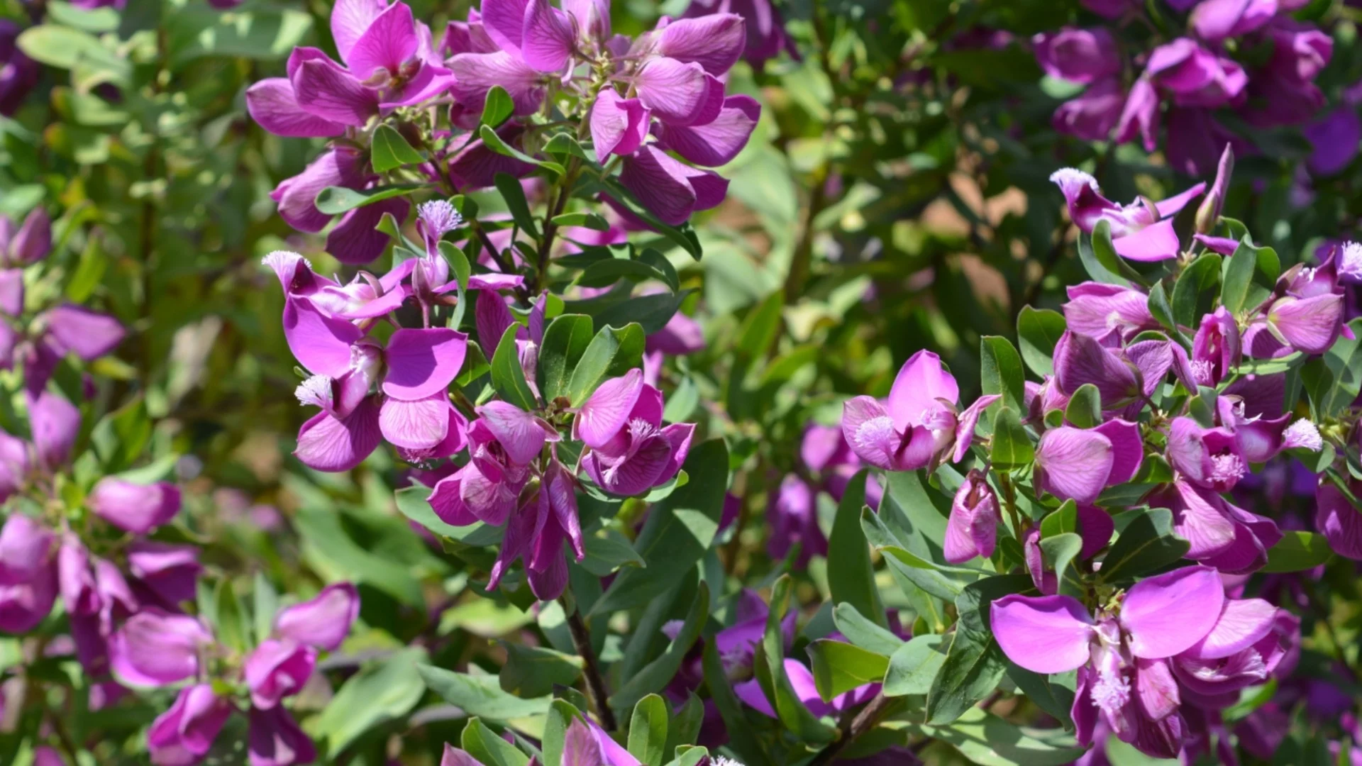 Ето кой е храстът, който цъфти до 10 месеца и почти не изисква вода